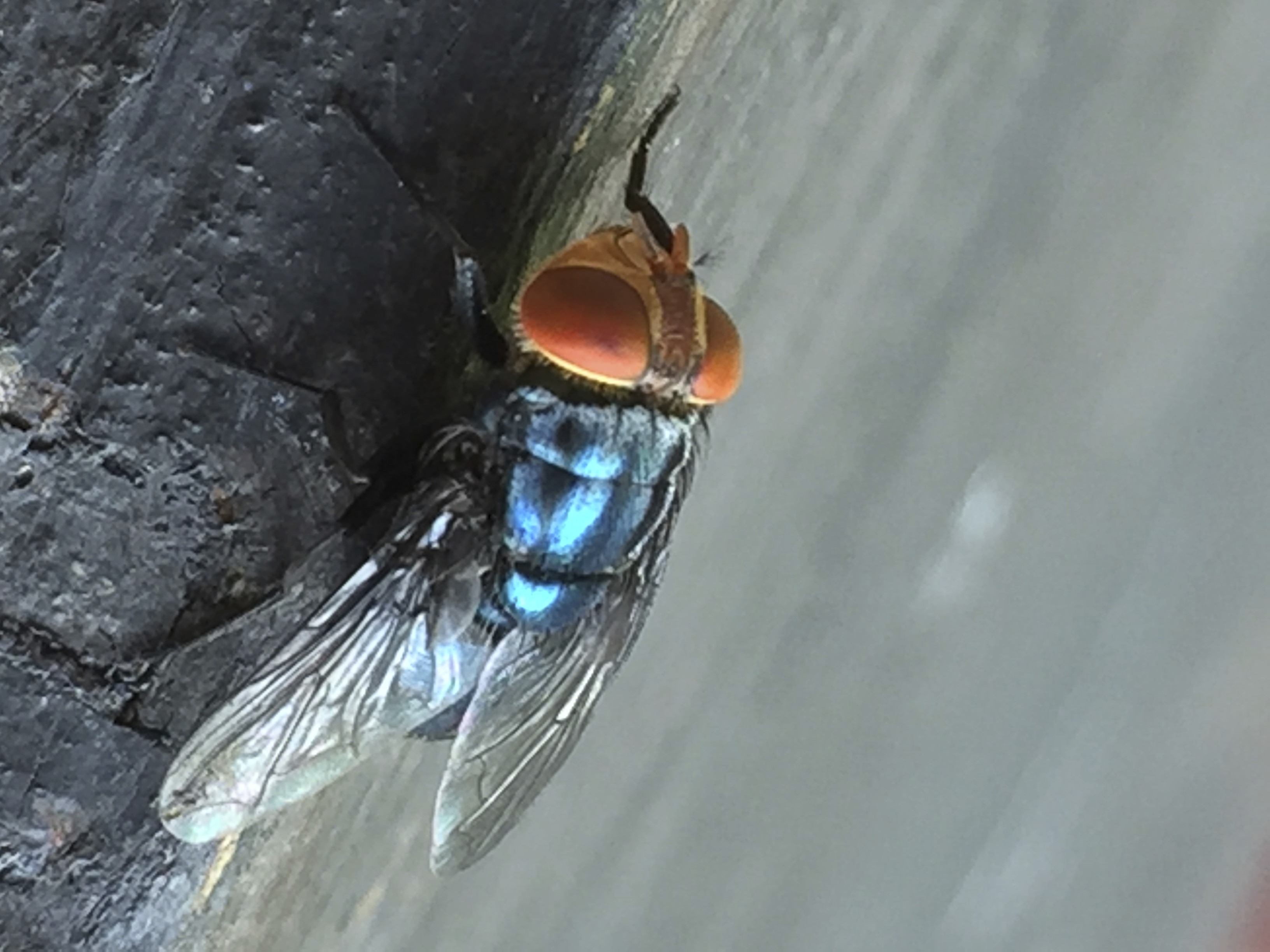 An adult New World screwworm fly sits at rest in this undated photo. (Denise Bonilla/U.S. Department of Agriculture via AP)
