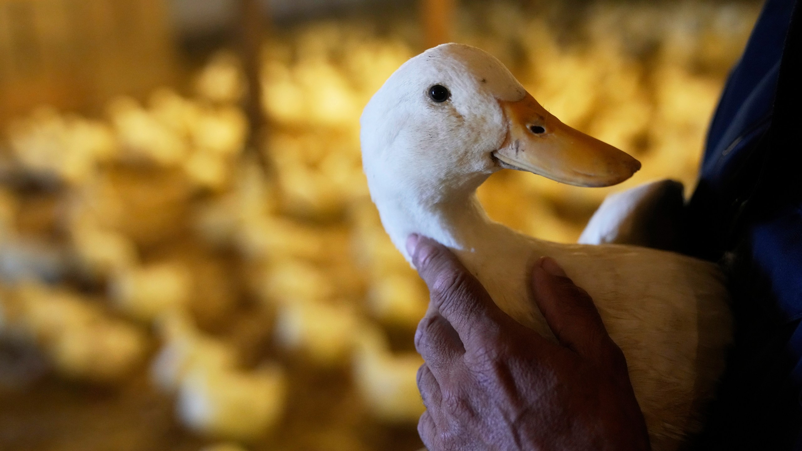 Doug Corwin, president of Crescent Duck, picks up one of his ducks at the Crescent Duck Farm in Aquebogue, N.Y., Thursday, May 22, 2025. (AP Photo/Seth Wenig)