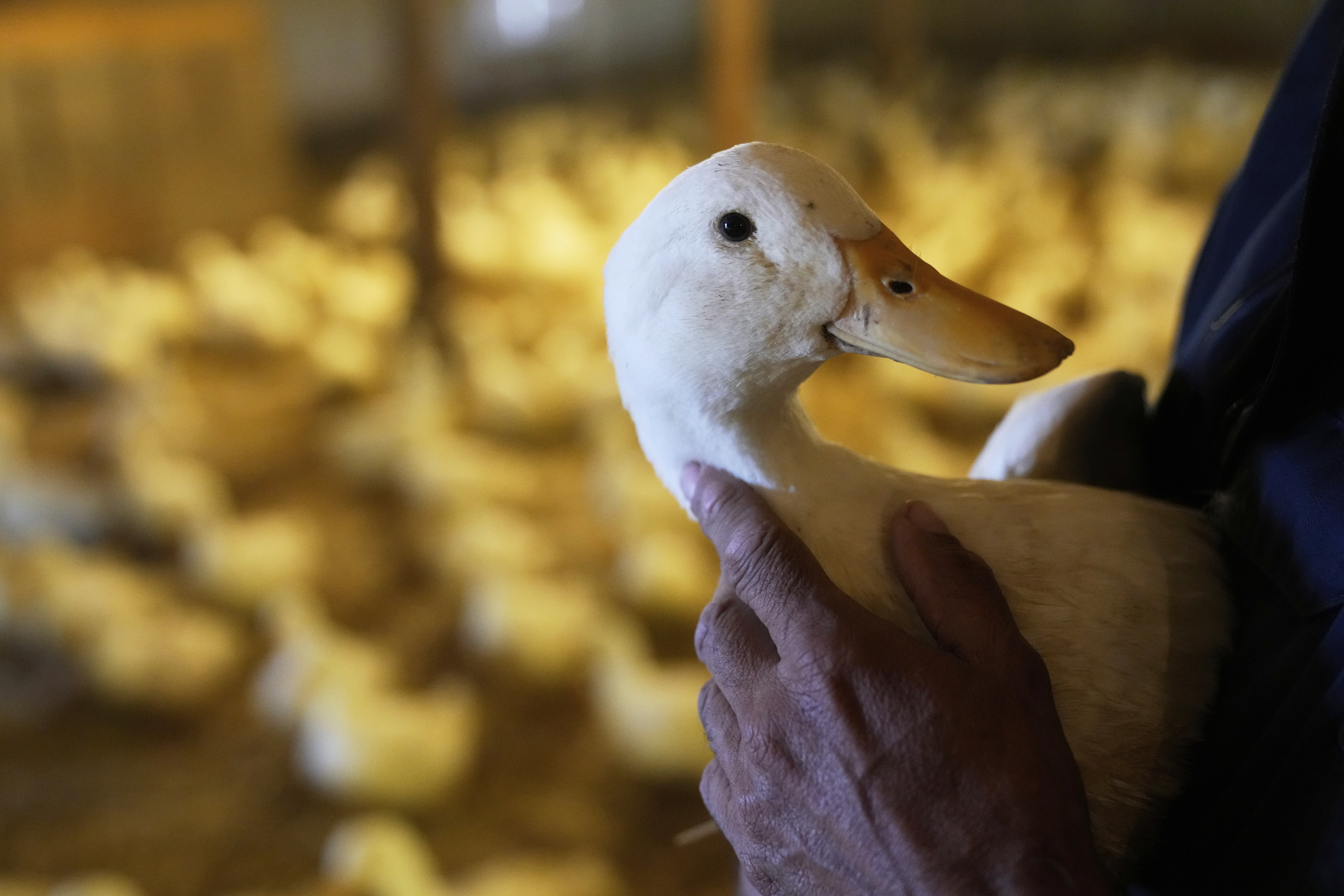 Doug Corwin, president of Crescent Duck, picks up one of his ducks at the Crescent Duck Farm in Aquebogue, N.Y., Thursday, May 22, 2025. (AP Photo/Seth Wenig)