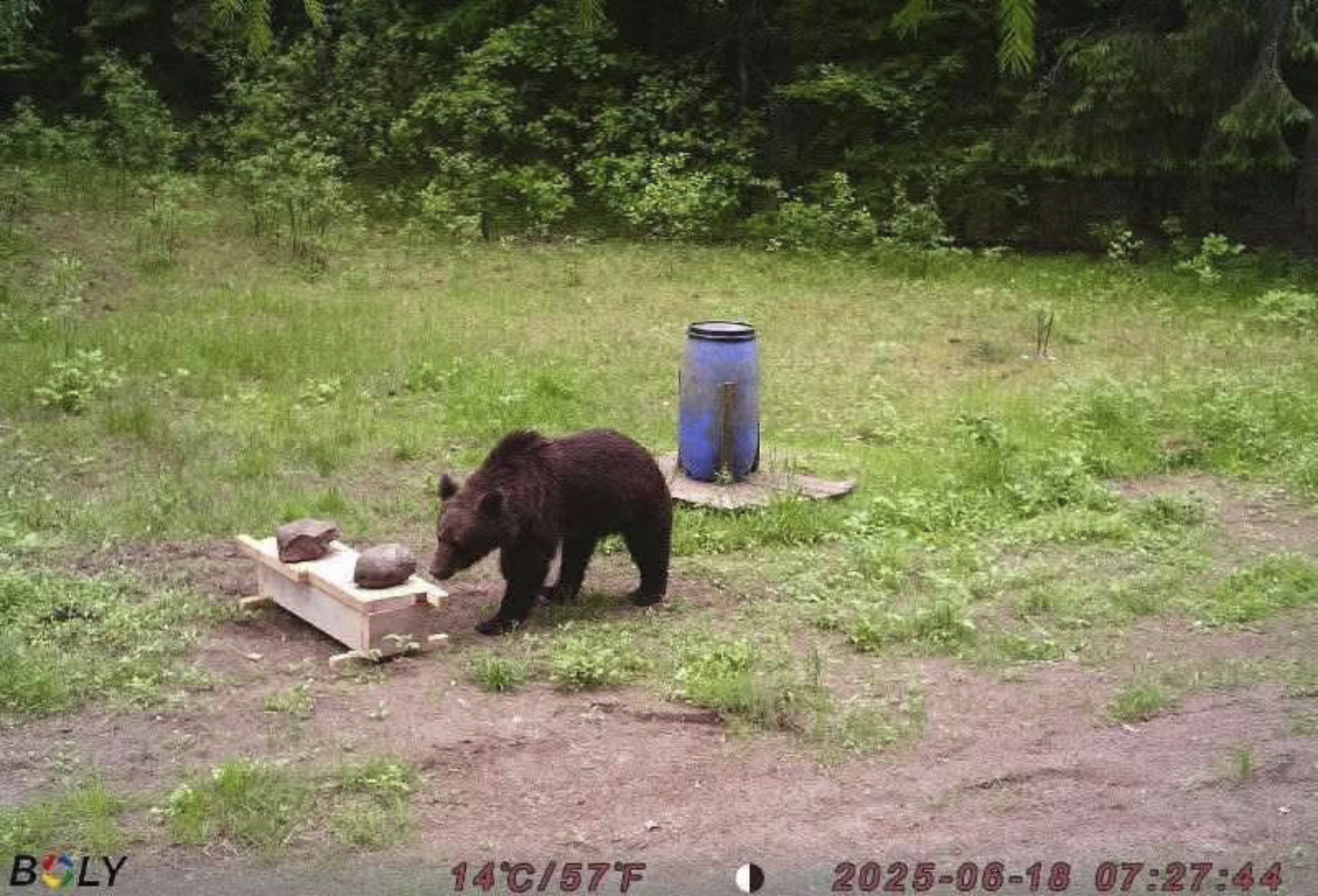 A bear is recorded by a hunters' camera in the Pabrade forests calmly feasting on animal baits in Pabrade, Lithuania, Wednesday, June 18, 2025. (Paulius Peciulis via AP)