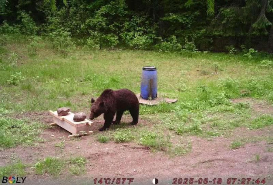 A bear is recorded by a hunters' camera in the Pabrade forests calmly feasting on animal baits in Pabrade, Lithuania, Wednesday, June 18, 2025. (Paulius Peciulis via AP)