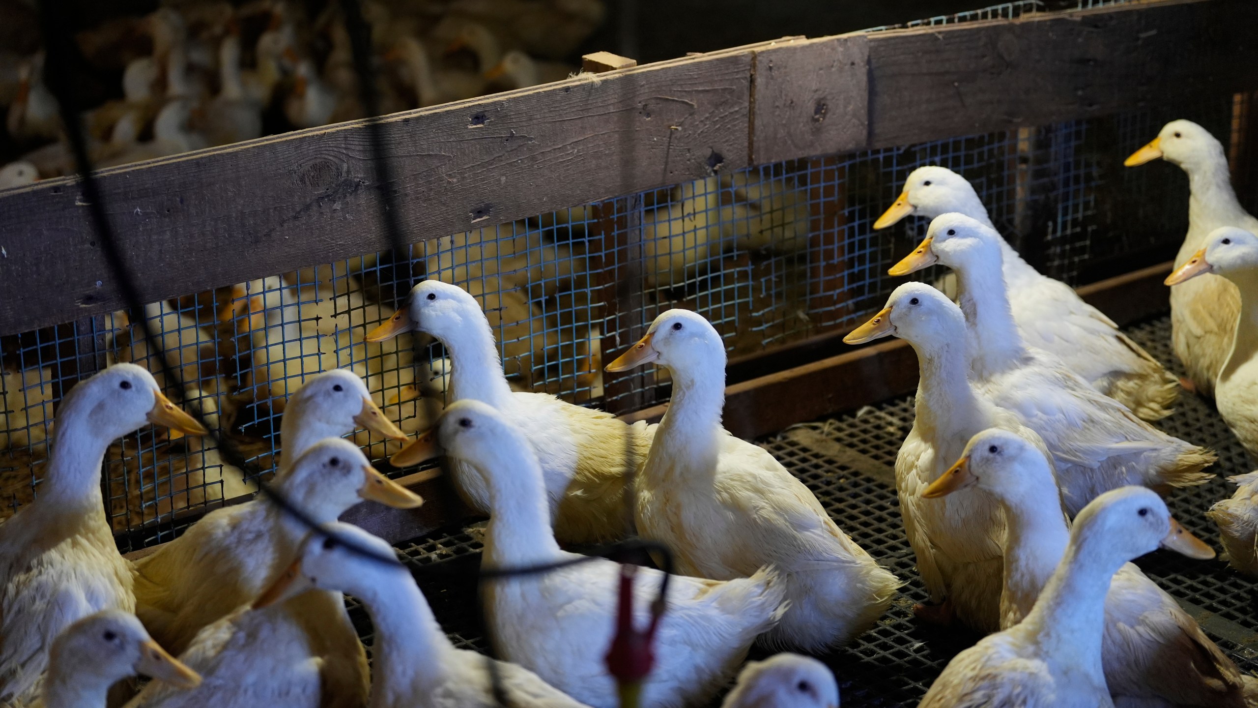 Ducks walk around their barn at the Crescent Duck Farm in Aquebogue, N.Y., Thursday, May 22, 2025. (AP Photo/Seth Wenig)