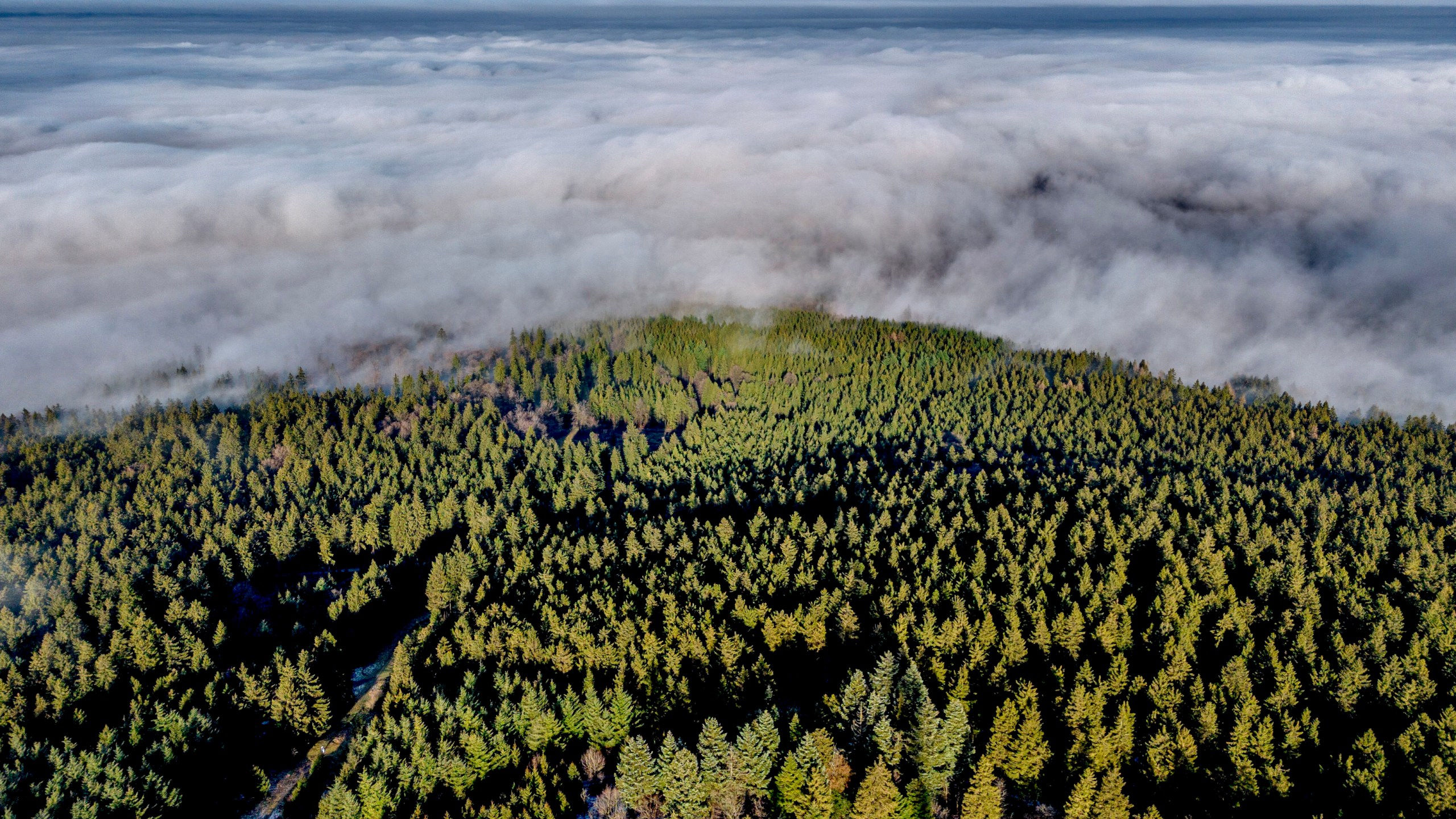 FILE - Fog lies on the forests of the Taunus region near Frankfurt, Germany, Dec. 25, 2024. (AP Photo/Michael Probst, File)