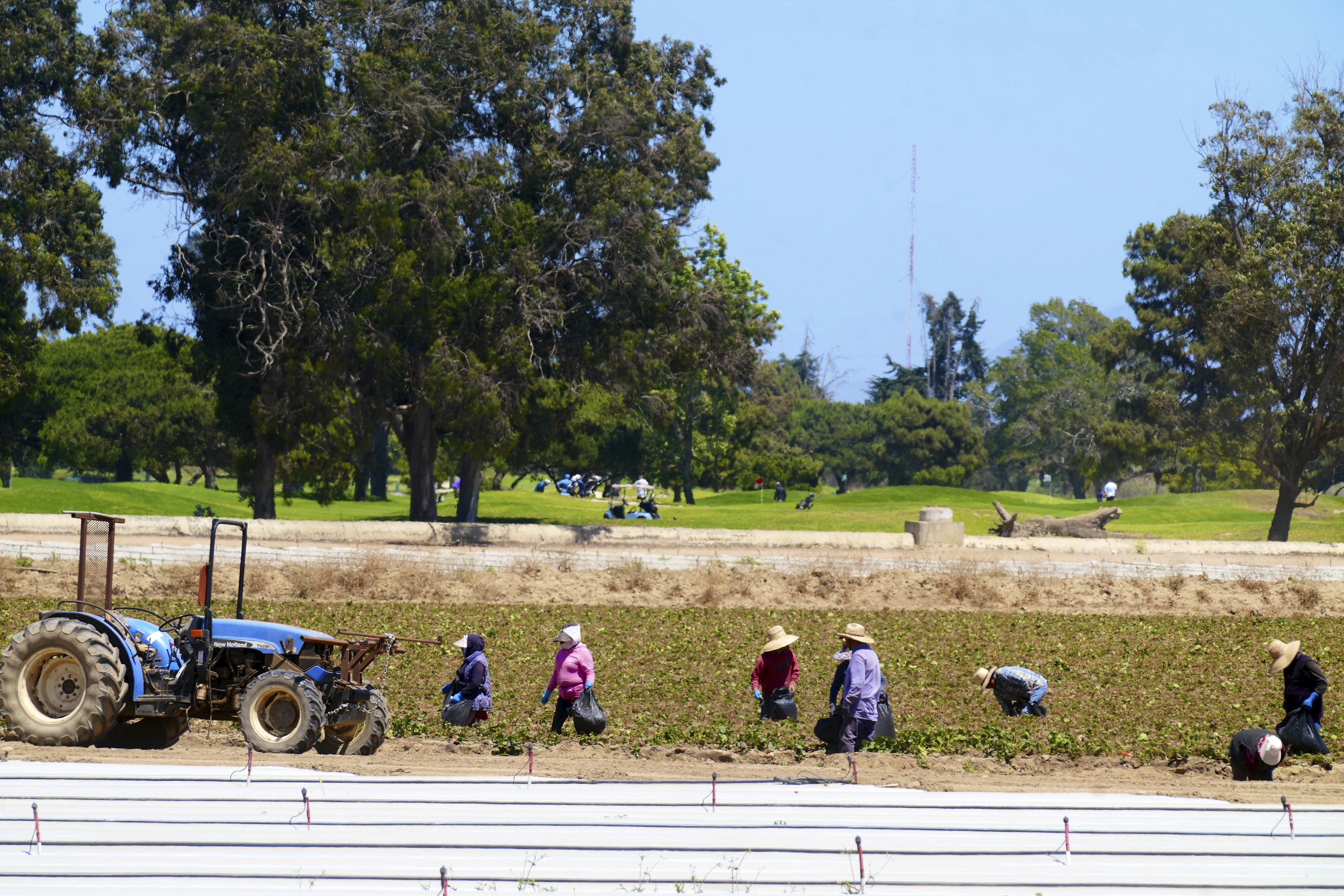 Farm workers work on a field, as players play golf at the Buenaventura Golf Course in Oxnard, Calif., on Wednesday, June 18, 2025. (AP Photo/Damian Dovarganes)