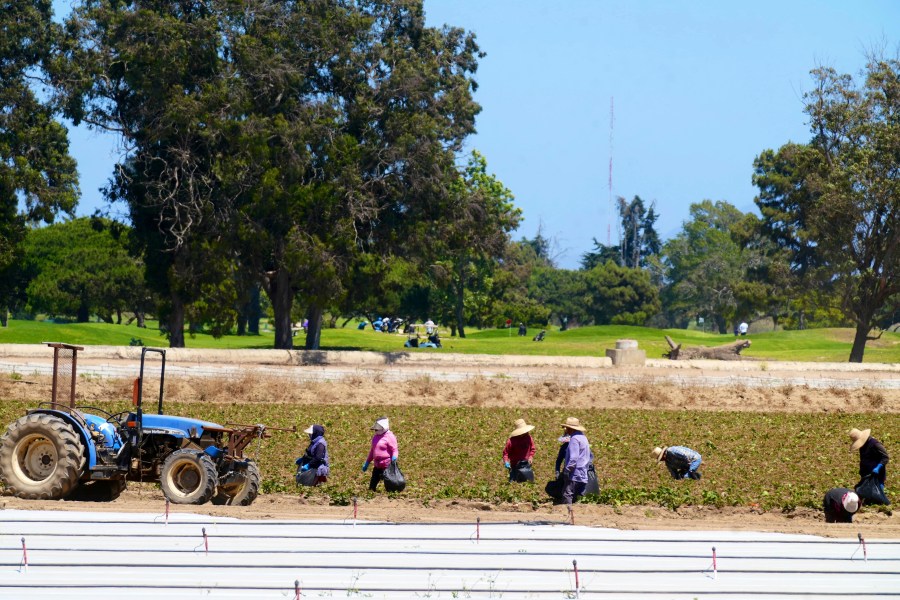 Farm workers work on a field, as players play golf at the Buenaventura Golf Course in Oxnard, Calif., on Wednesday, June 18, 2025. (AP Photo/Damian Dovarganes)