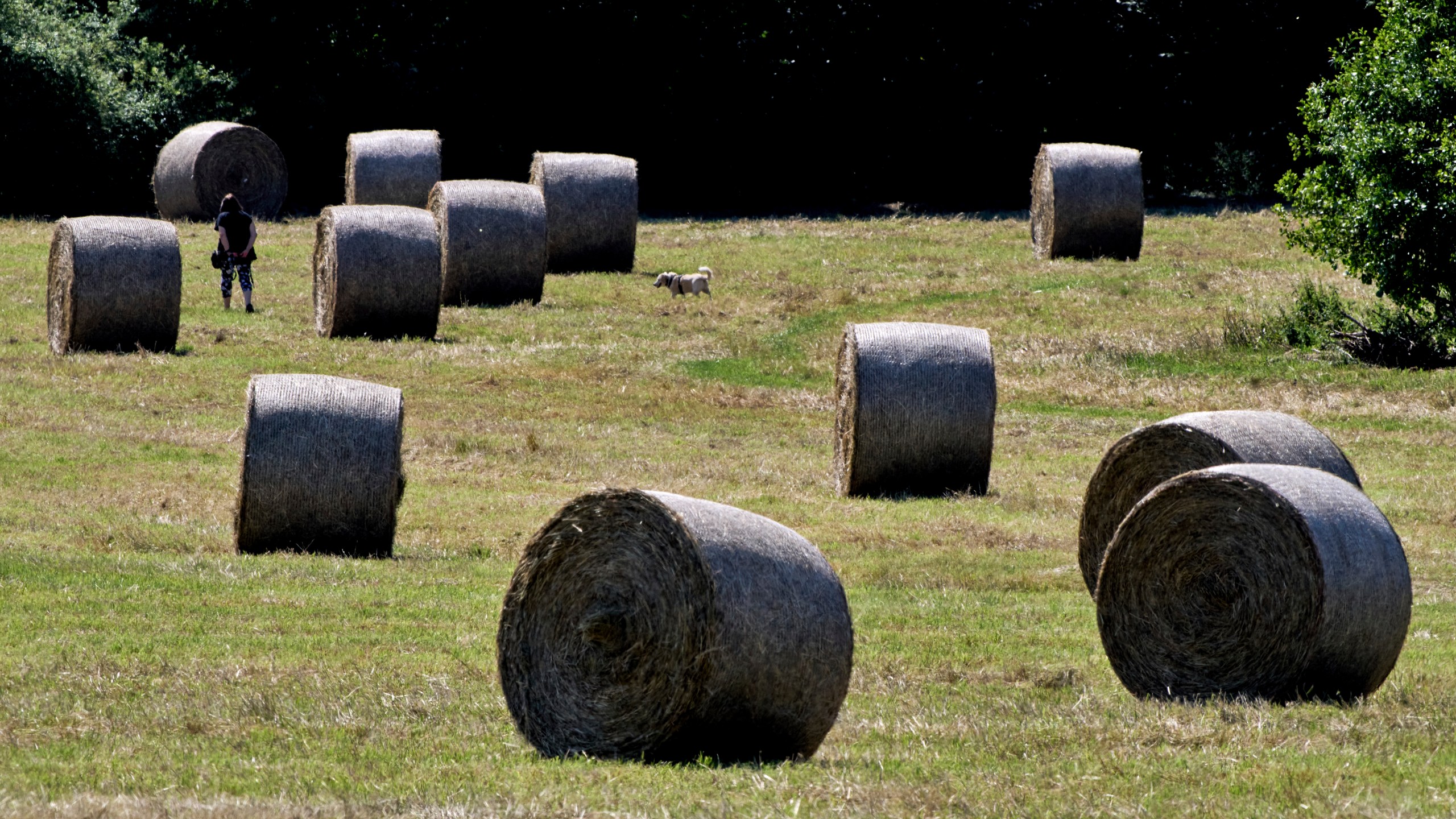 A woman walks her dog on a field with straw bales in Frankfurt, Germany, Friday, June 20, 2025. (AP Photo/Michael Probst)