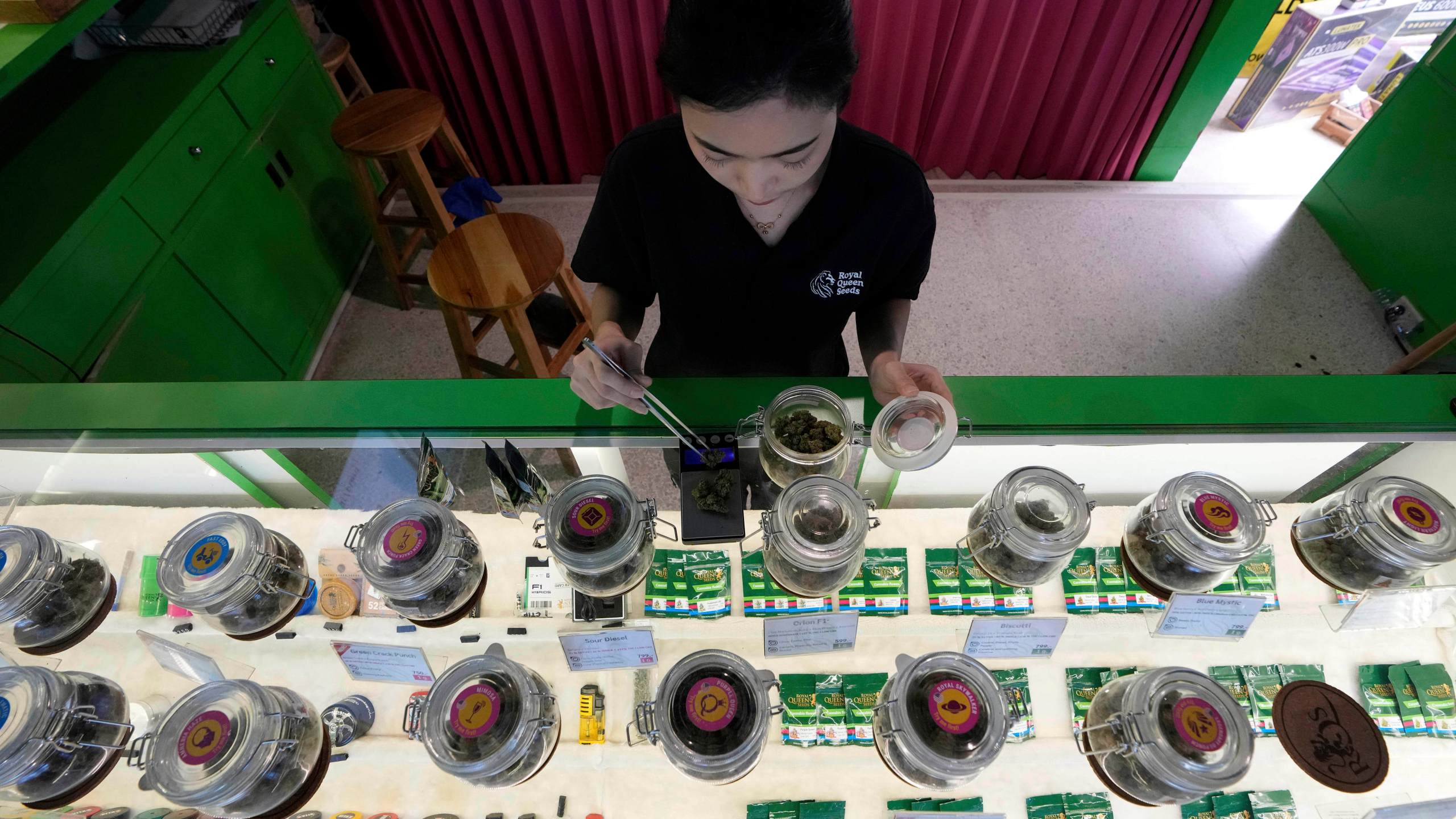 FILE- A staff prepares flower bud of cannabis for a customer at cannabis shop Bangkok, Thailand, July 18, 2024. (AP Photo/Sakchai Lalit, File)