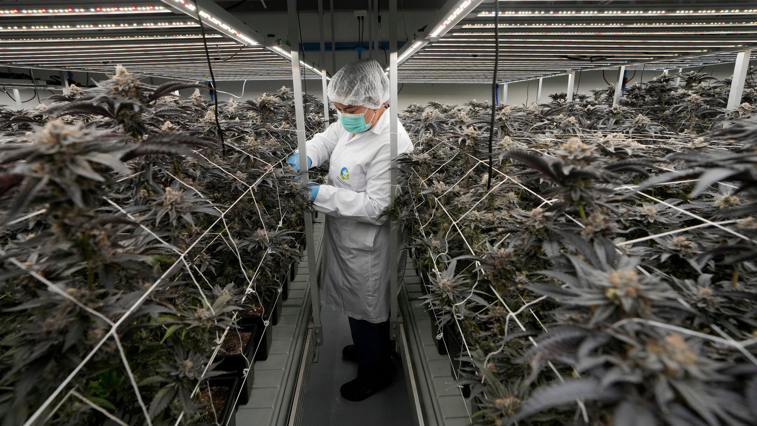 FILE -A worker tends to cannabis plants at a farm in Kanchanaburi province, west of Bangkok, Thailand, July 16, 2024. (AP Photo/Sakchai Lalit, File)