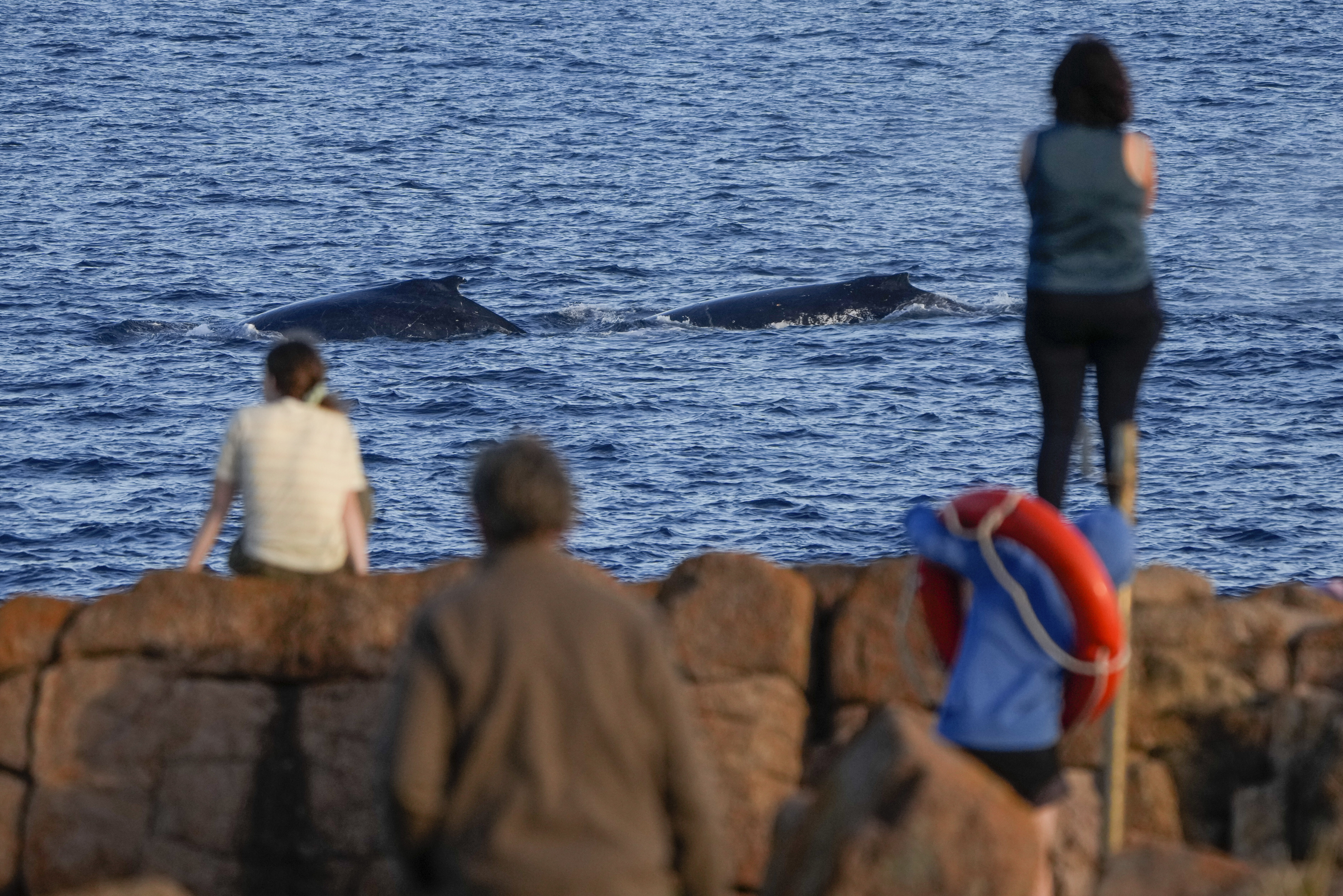 FILE - Spectators watch as whales swim past at Boat Harbour north of Sydney, Australia, on June 12, 2023. (AP Photo/Mark Baker, File)