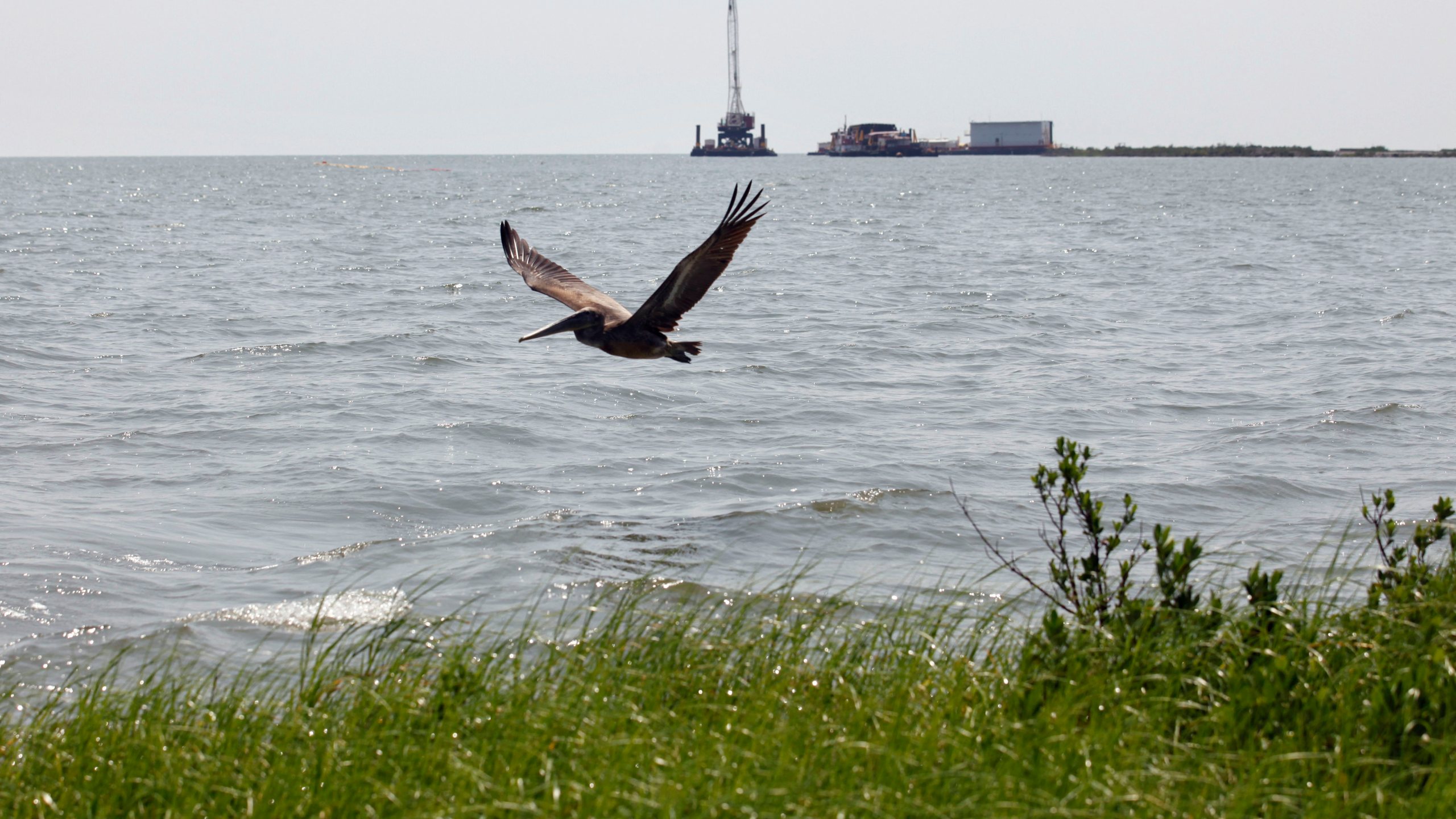 FILE - A pelican flies over new marsh grass in front of a state-initiated dredging project near East Grand Terre Island, where the Gulf of Mexico meets Barataria Bay along the Louisiana coast, Aug. 10, 2010. (AP Photo/Gerald Herbert, File)