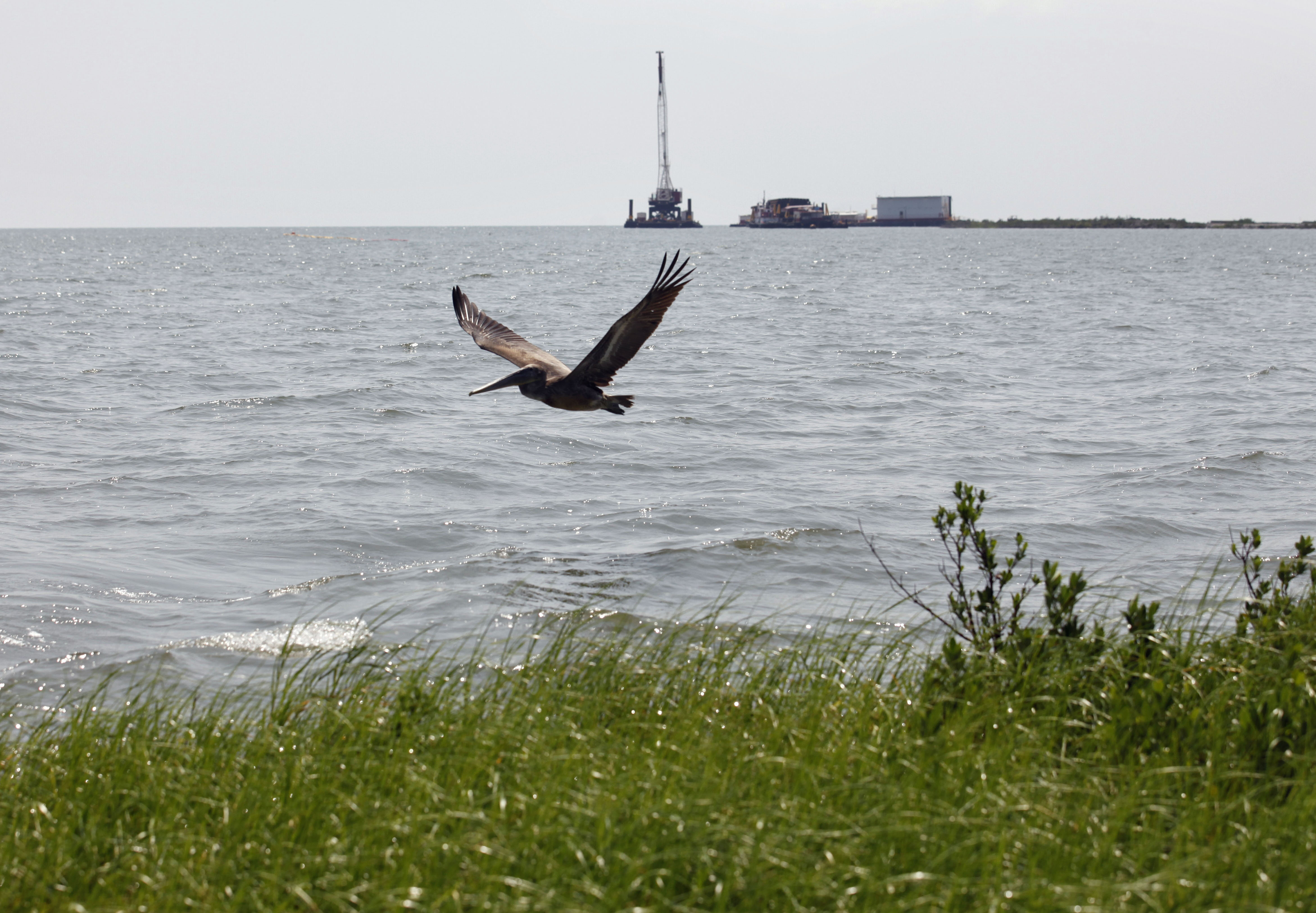 FILE - A pelican flies over new marsh grass in front of a state-initiated dredging project near East Grand Terre Island, where the Gulf of Mexico meets Barataria Bay along the Louisiana coast, Aug. 10, 2010. (AP Photo/Gerald Herbert, File)