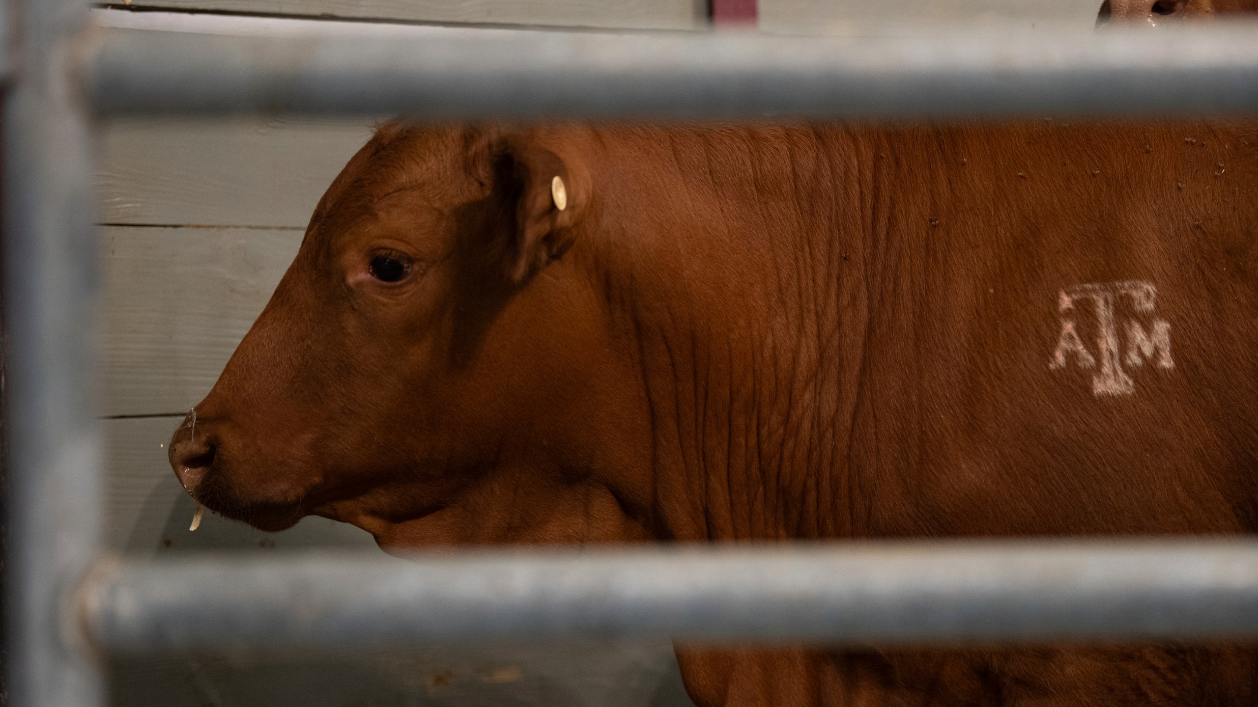 FILE- Cattle serve as the backdrop for a roundtable discussion on the New World Screwworm at the Texas A&M Beef Center in College Station, Texas on, April 29, 2025. (Meredith Seaver/College Station Eagle via AP, File)