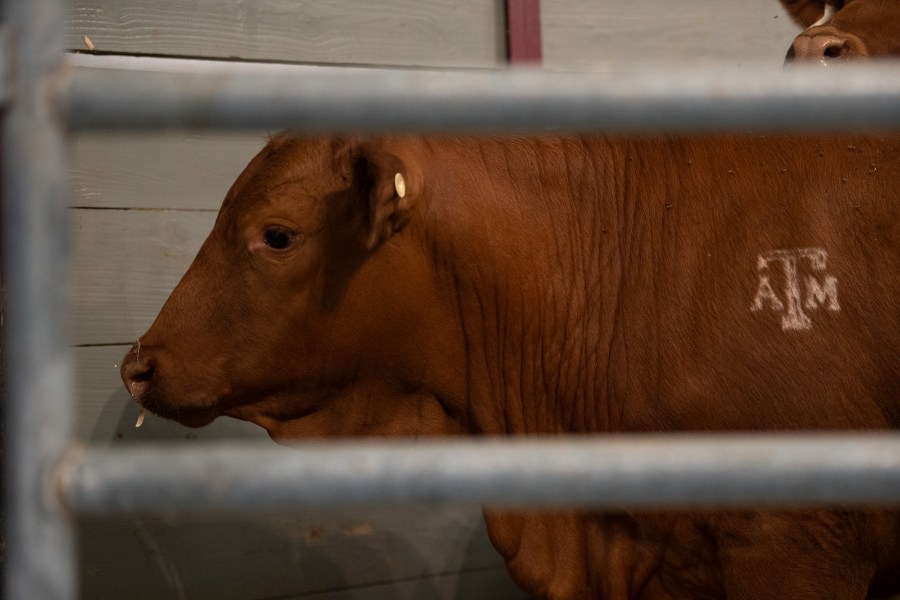 FILE- Cattle serve as the backdrop for a roundtable discussion on the New World Screwworm at the Texas A&M Beef Center in College Station, Texas on, April 29, 2025. (Meredith Seaver/College Station Eagle via AP, File)