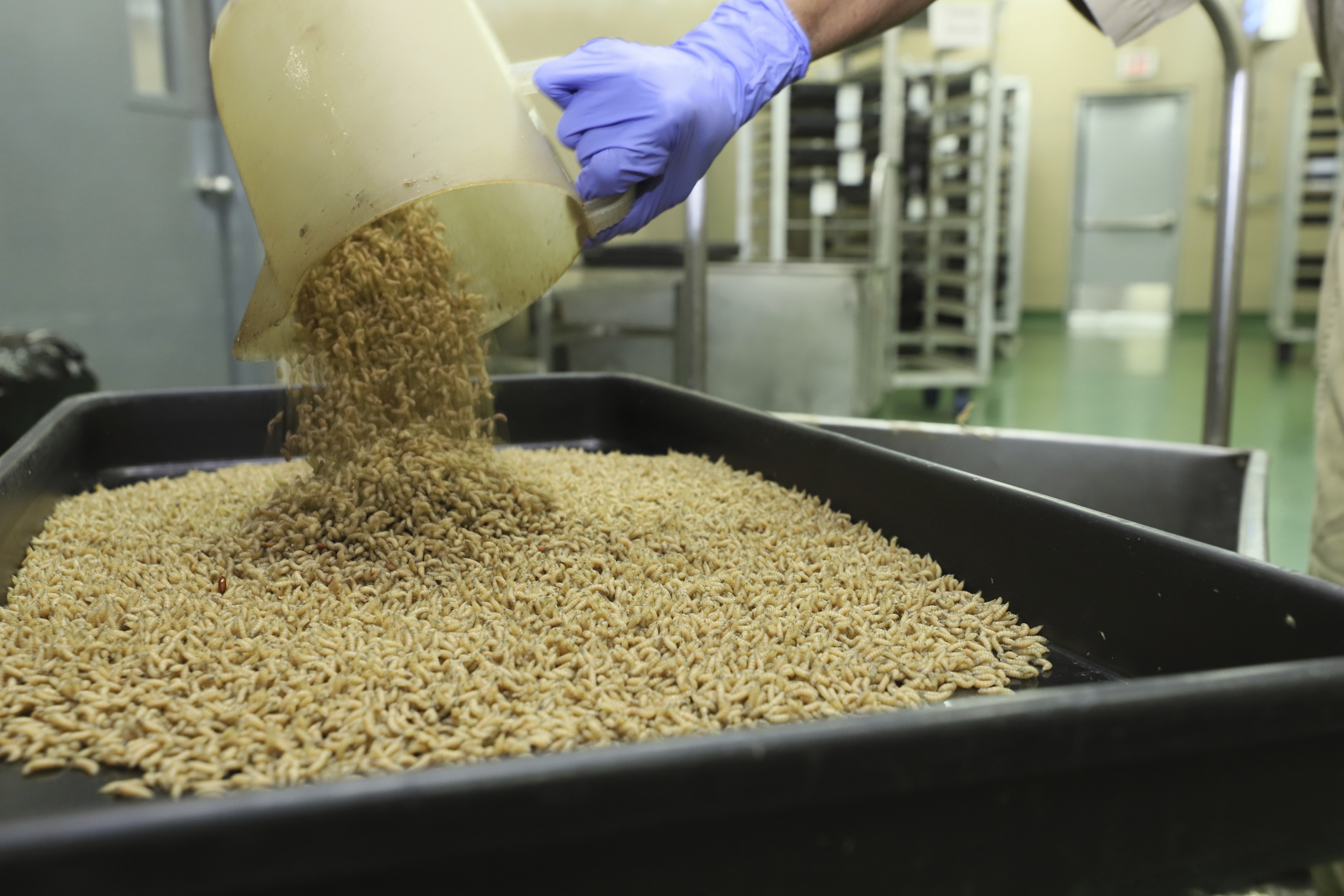 In this Jan. 2024 photo provided by The Panama-United States Commission for the Eradication and Prevention of Cattle Screwworms (COPEG), a worker drops New World screwworm fly larvae into a tray at a facility that breeds sterile flies in Pacora, Panama. (COPEG via AP)
