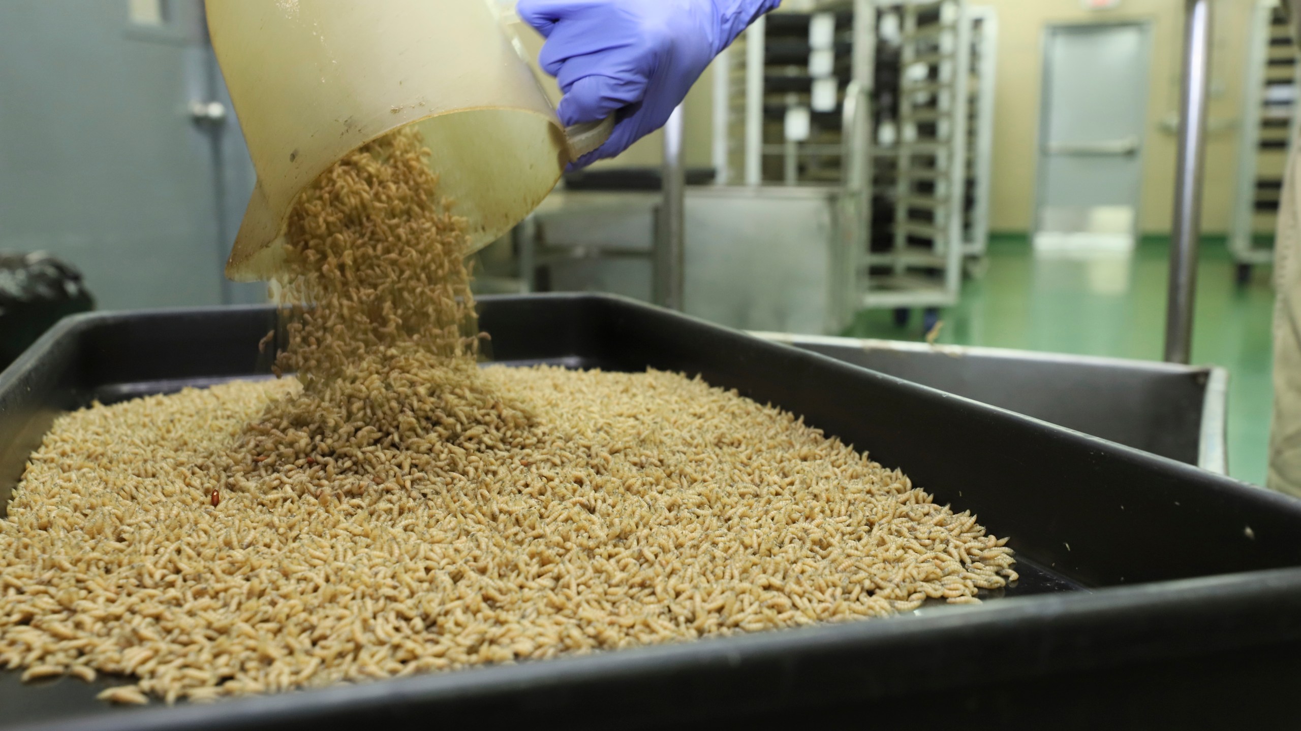 In this Jan. 2024 photo provided by The Panama-United States Commission for the Eradication and Prevention of Cattle Screwworms (COPEG), a worker drops New World screwworm fly larvae into a tray at a facility that breeds sterile flies in Pacora, Panama. (COPEG via AP)