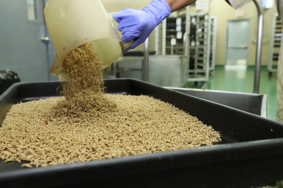 In this Jan. 2024 photo provided by The Panama-United States Commission for the Eradication and Prevention of Cattle Screwworms (COPEG), a worker drops New World screwworm fly larvae into a tray at a facility that breeds sterile flies in Pacora, Panama. (COPEG via AP)