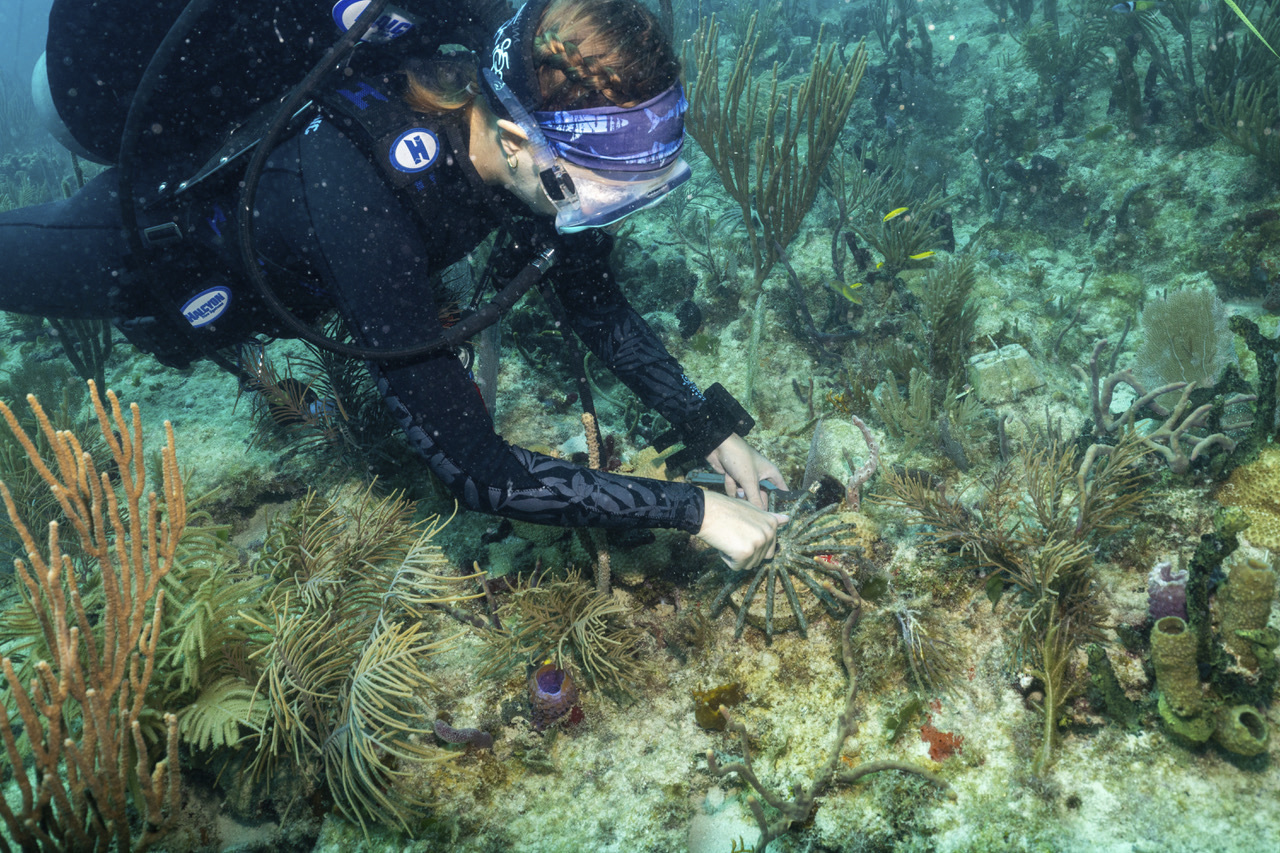 This image provided by the University of Miami Rosenstiel School shows a diver planting a crossbred coral species from Honduras on Tuesday, July 1, 2025 off the coast of Miami to help Florida's coral reefs become more resilient to climate change. (University of Miami Rosenstiel School via AP)