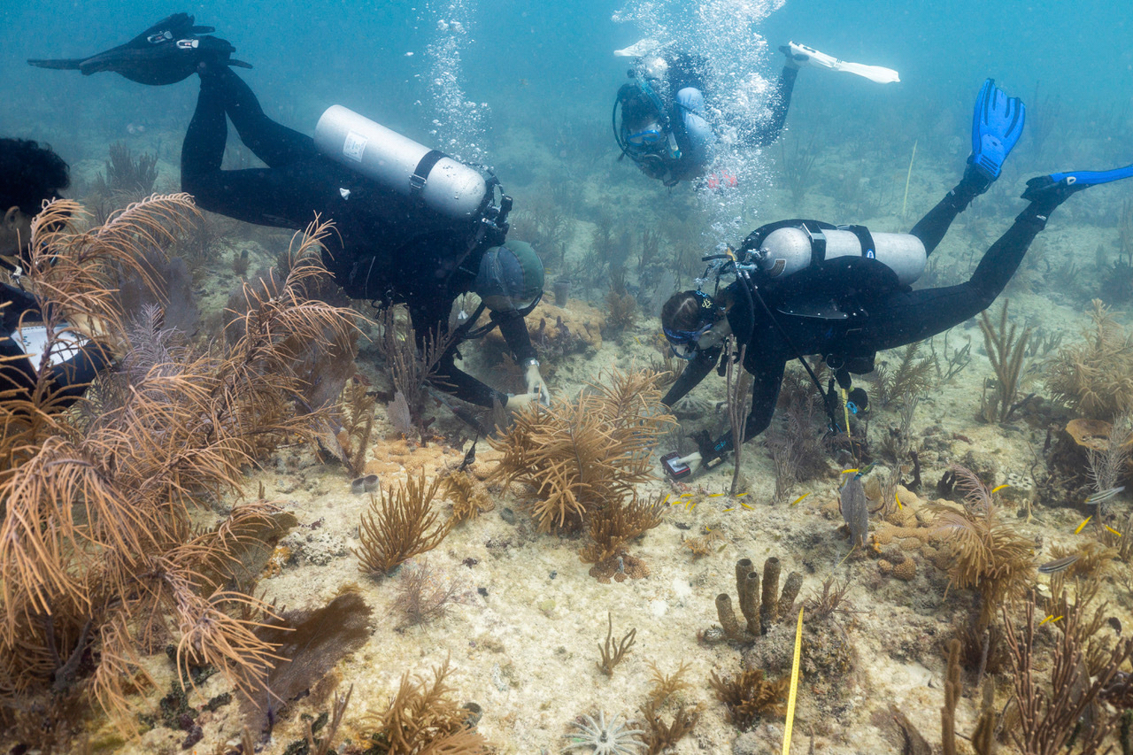 This image provided by the University of Miami Rosenstiel School shows divers planting a crossbred coral species from Honduras on Tuesday, July 1, 2025 off the coast of Miami to help Florida's coral reefs become more resilient to climate change. (University of Miami Rosenstiel School via AP)