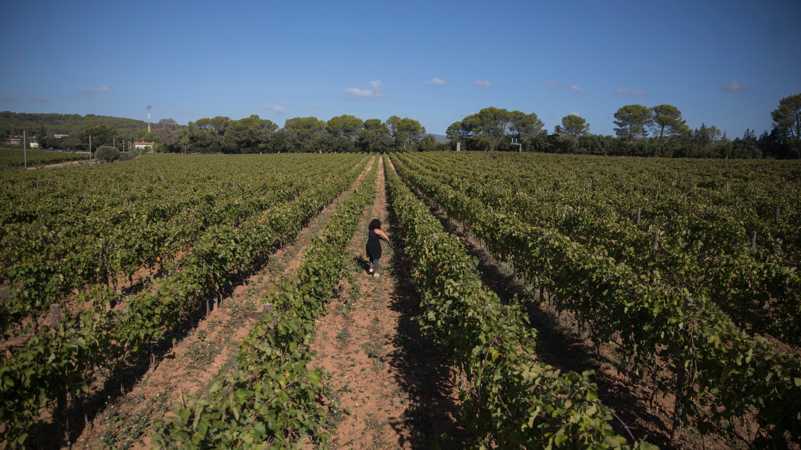 FILE - A worker tends to a vineyard in the southern France region of Provence, Friday Oct. 11, 2019. (AP Photo/Daniel Cole, File)