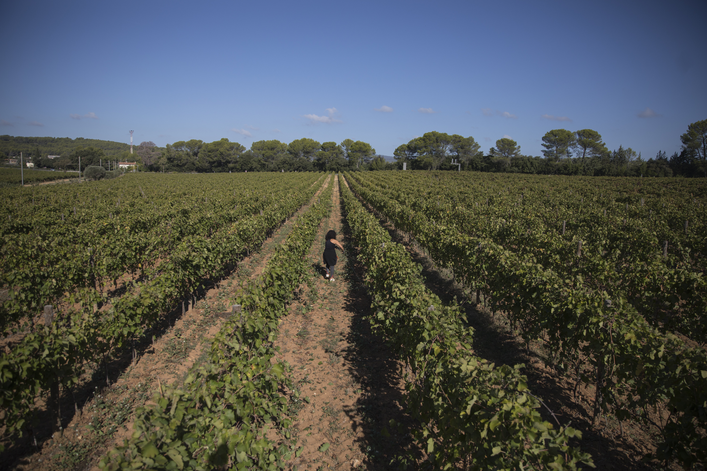 FILE - A worker tends to a vineyard in the southern France region of Provence, Friday Oct. 11, 2019. (AP Photo/Daniel Cole, File)