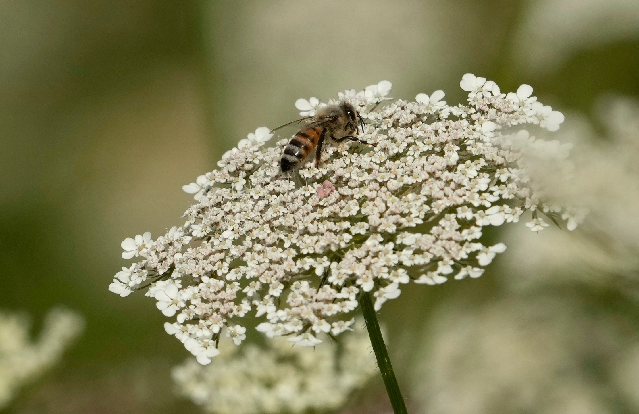 FILE - A bee sits on a flower in the rough of the 3rd fairway during the first round of the women's golf event at the 2024 Summer Olympics, Wednesday, Aug. 7, 2024, at Le Golf National, in Saint-Quentin-en-Yvelines, France. (AP Photo/Matt York, File)