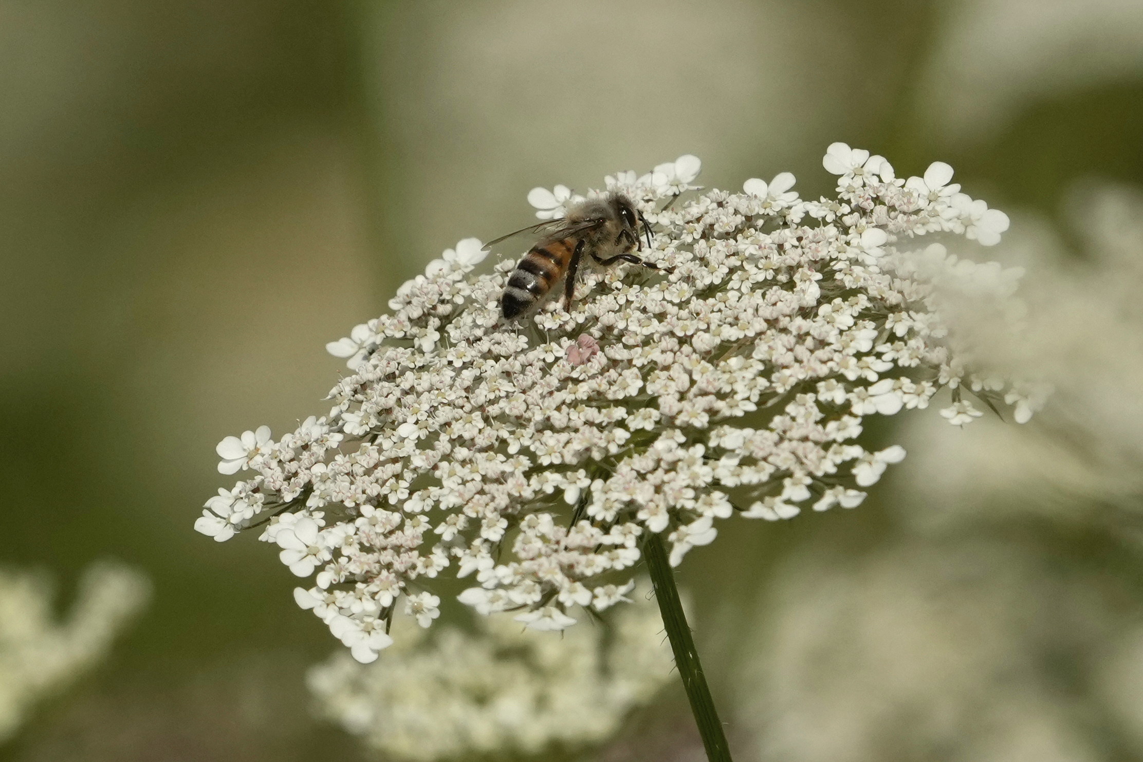 FILE - A bee sits on a flower in the rough of the 3rd fairway during the first round of the women's golf event at the 2024 Summer Olympics, Wednesday, Aug. 7, 2024, at Le Golf National, in Saint-Quentin-en-Yvelines, France. (AP Photo/Matt York, File)