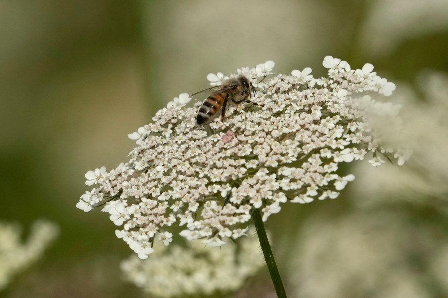 FILE - A bee sits on a flower in the rough of the 3rd fairway during the first round of the women's golf event at the 2024 Summer Olympics, Wednesday, Aug. 7, 2024, at Le Golf National, in Saint-Quentin-en-Yvelines, France. (AP Photo/Matt York, File)