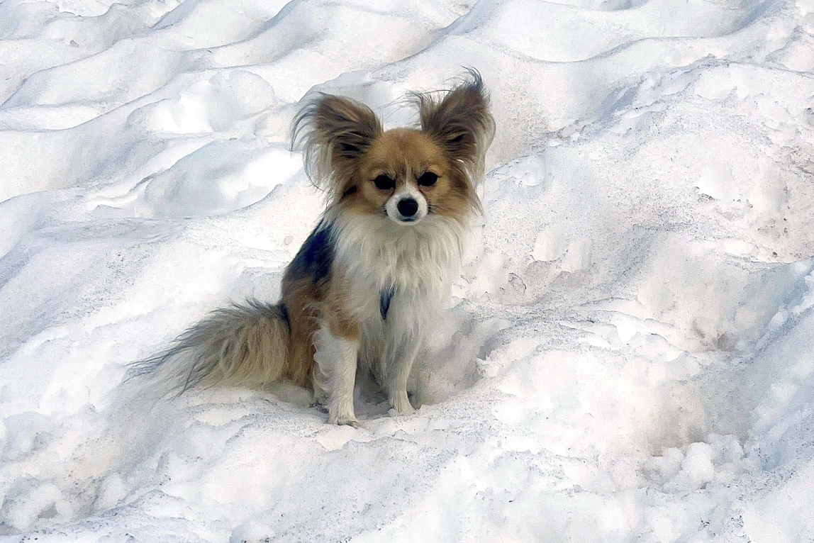 In this photo provided by Air Zermatt, a rescue, training and transport company, a Chihuahua dog sits on snow in Zermatt, Switzerland, Friday, July 4, 2025. (AIR ZERMATT/Keystone via AP)