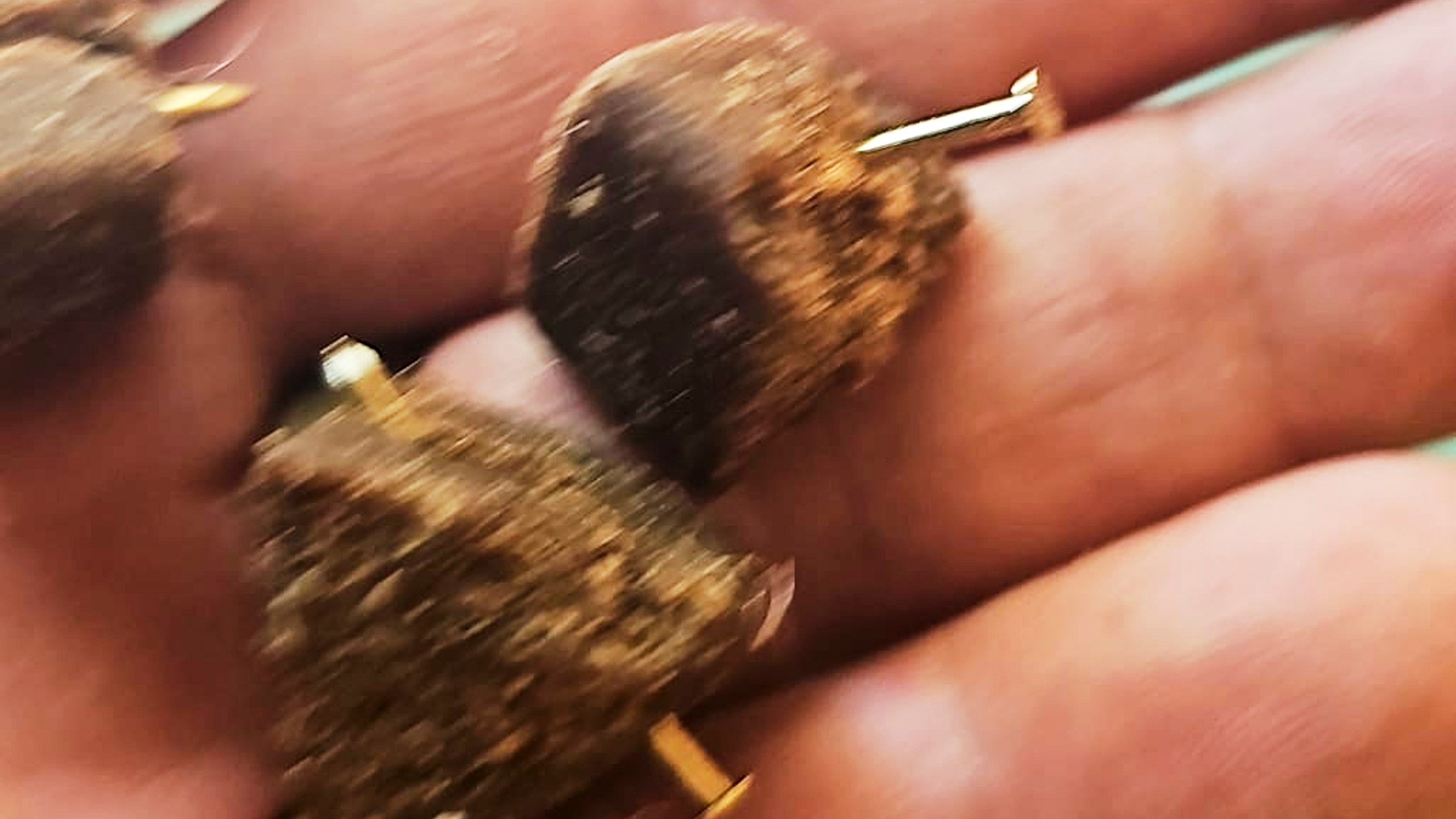 This photo made available Tuesday, July 8, 2025 and taken Friday Jan. 4, 2025, shows bits of dog food laced with nails that were fed to a police dog, the 7-year-old bloodhound Bruno, killing him, his trainer Arcangelo Caressa said. (AP Photo/Arcangelo Caressa)