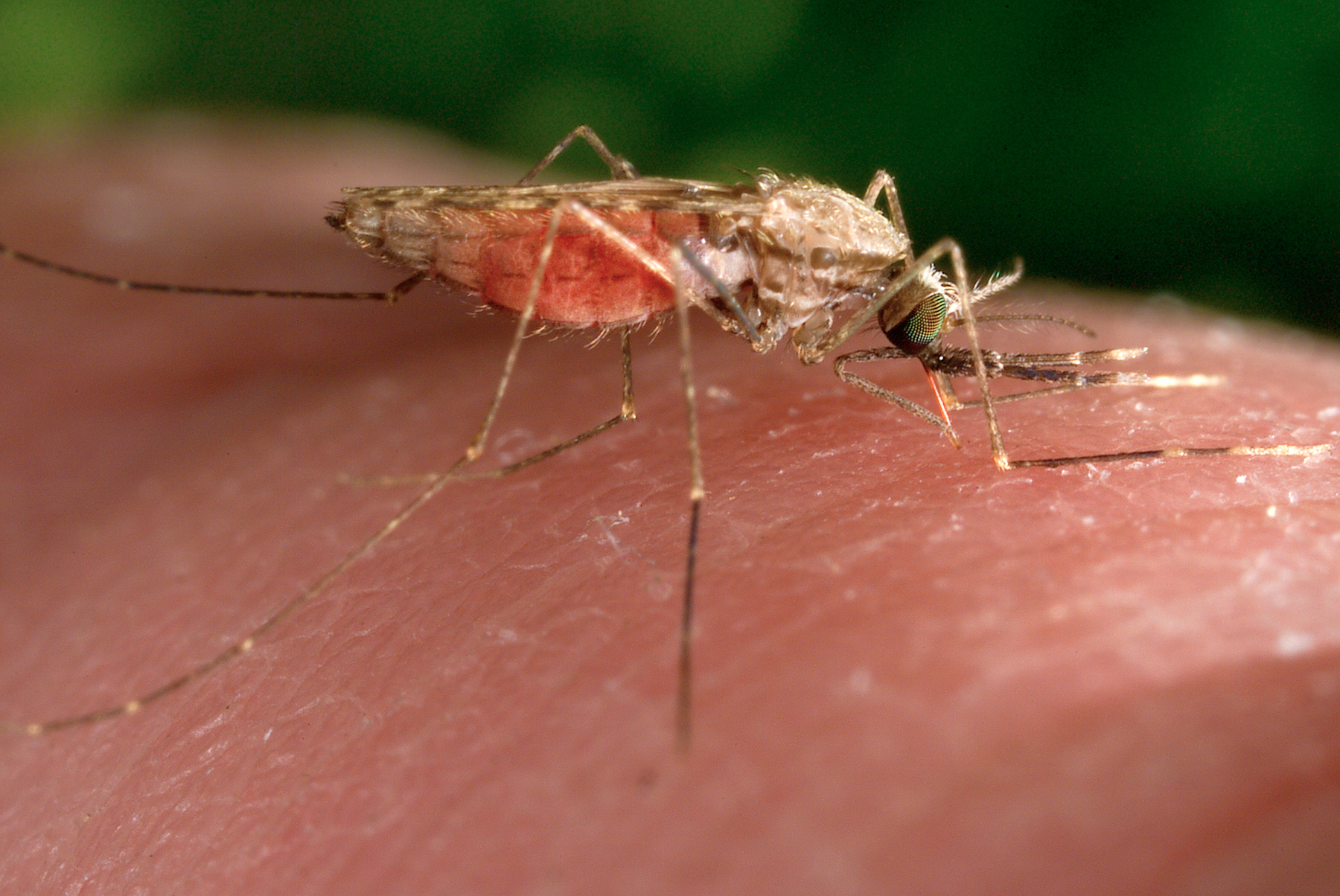 FILE - This 2014 photo made available by the U.S. Centers for Disease Control and Prevention shows a feeding female Anopheles gambiae mosquito, known vector for the parasitic disease malaria. (James Gathany/CDC via AP, File)