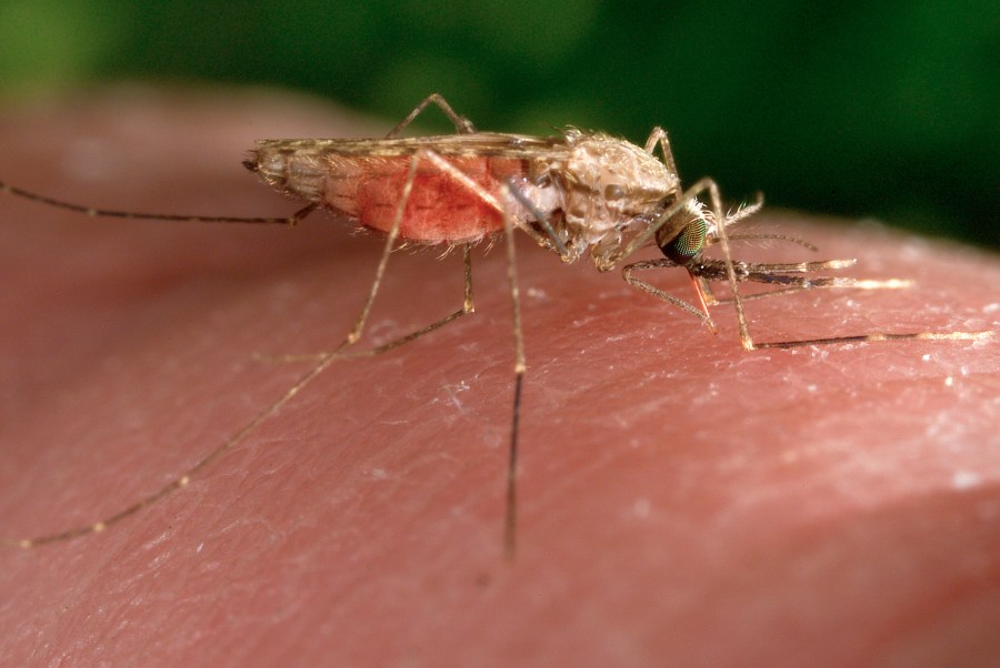 FILE - This 2014 photo made available by the U.S. Centers for Disease Control and Prevention shows a feeding female Anopheles gambiae mosquito, known vector for the parasitic disease malaria. (James Gathany/CDC via AP, File)
