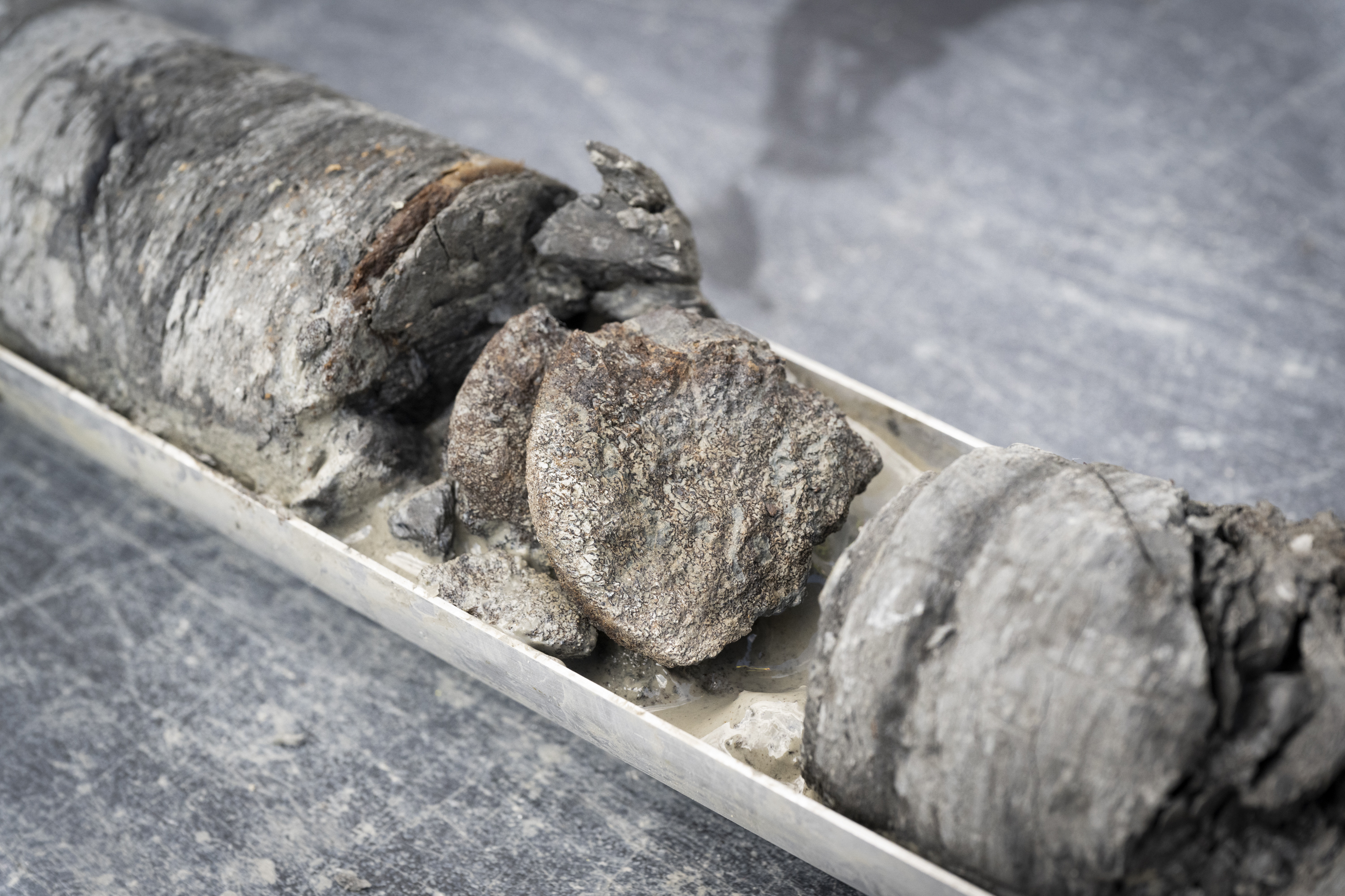 This undated photograph provided by the Denver Museum of Nature and Science shows Ornithopod vertebra from the Denver Formation, from 763' of depth from the City Park core drilling in the parking lot at Denver Museum of Nature and Science. (Richard M Wicker/Denver Museum of Nature and Science via AP)