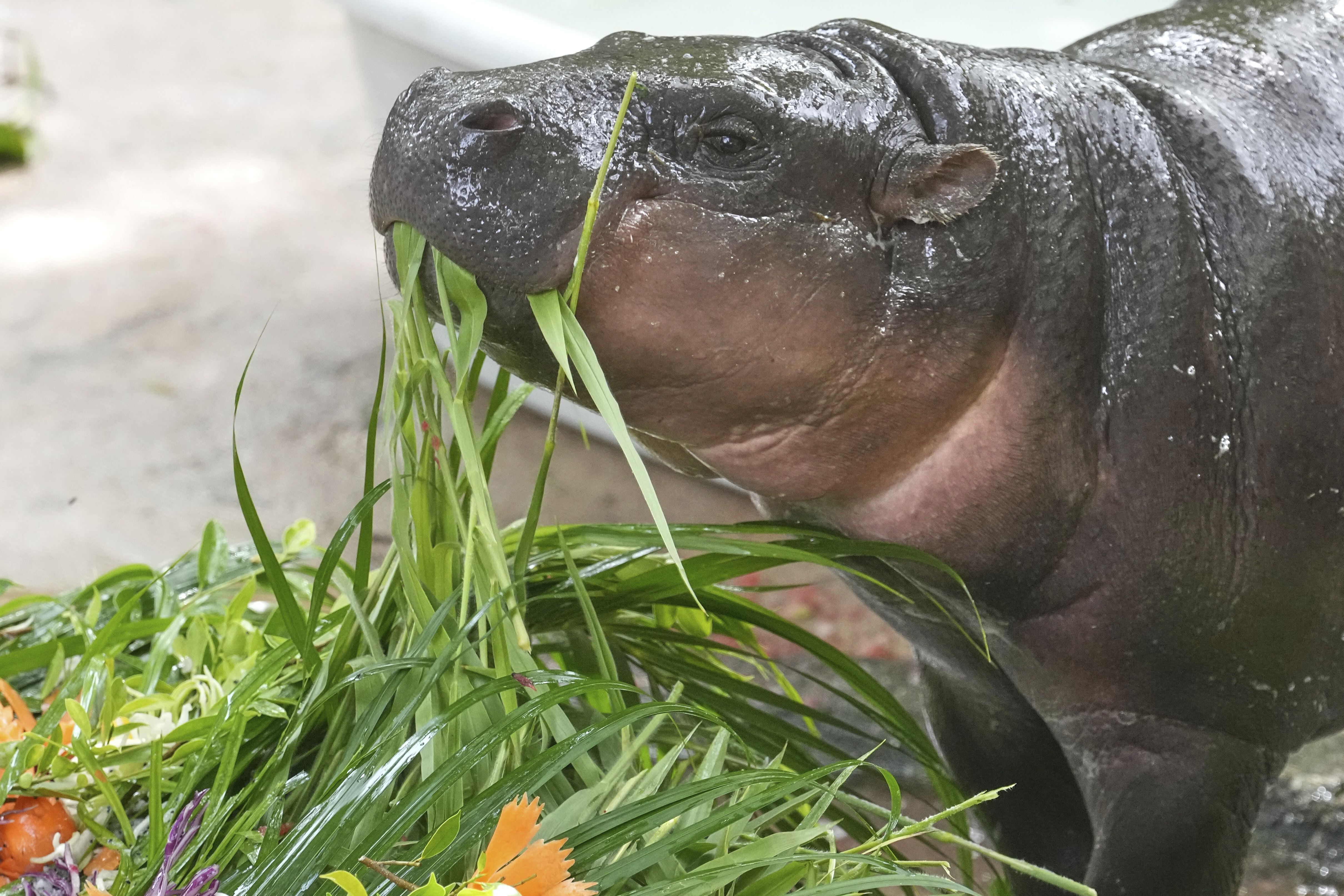 Baby pygmy hippo Moo Deng eats fruit presented for her first birthday celebration at the Khao Kheow Open Zoo in Chonburi province, Thailand, Thursday, July 10, 2025. (AP Photo/Sakchai Lalit)