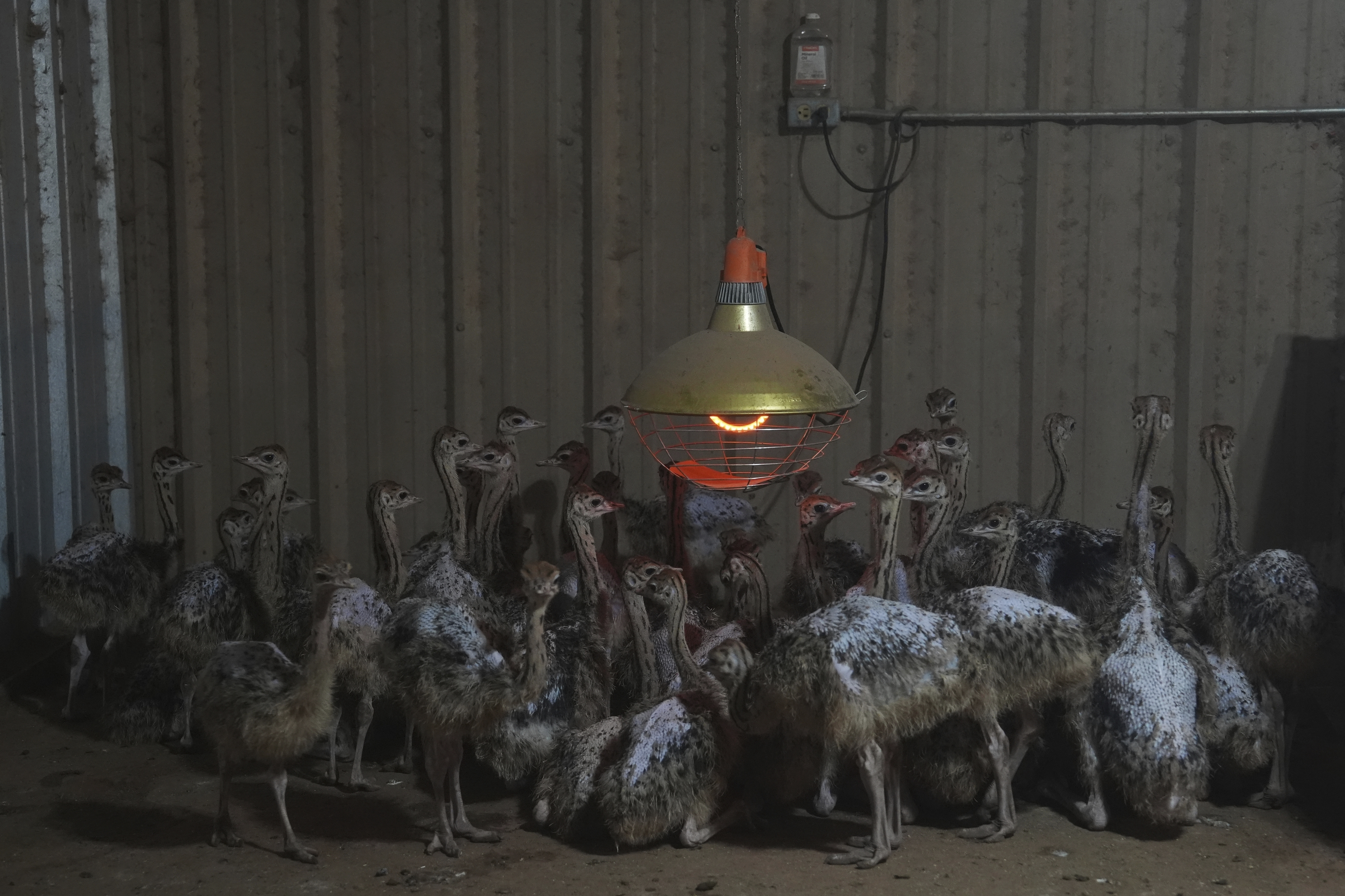 Baby ostriches huddle after being moved into a barn following recent flooding Wednesday, July 9, 2025, at a farm in Bend, Texas. (AP Photo/Joshua A. Bickel)