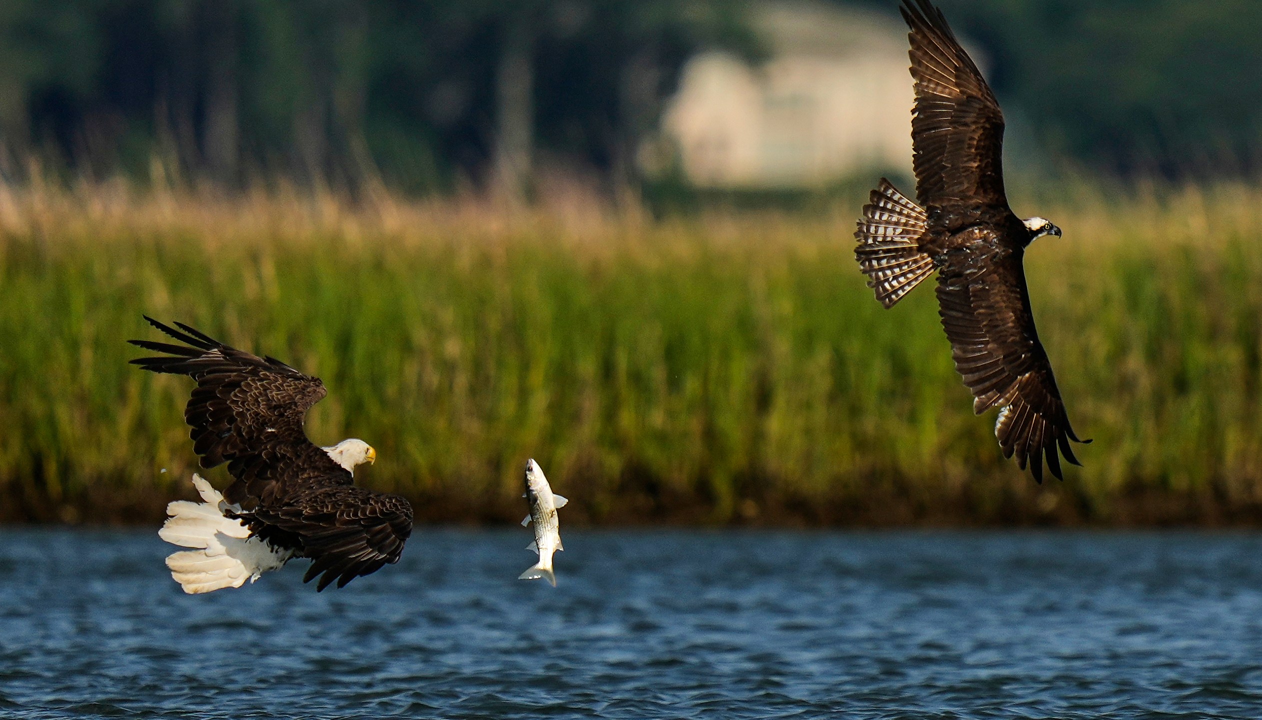 A bald eagle, left, steals a fish from an osprey before it could feed above the Lynnhaven River, June 30, 2025, in Virginia Beach, Va. (AP Photo/Stephanie Scarbrough)