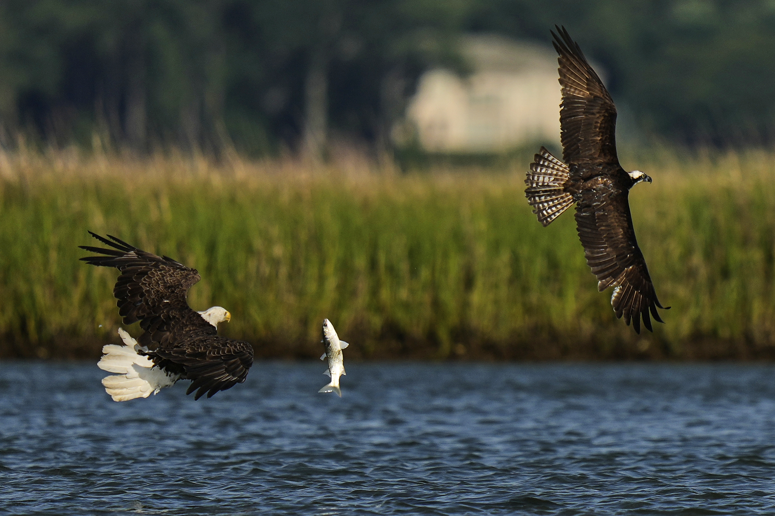 A bald eagle, left, steals a fish from an osprey before it could feed above the Lynnhaven River, June 30, 2025, in Virginia Beach, Va. (AP Photo/Stephanie Scarbrough)