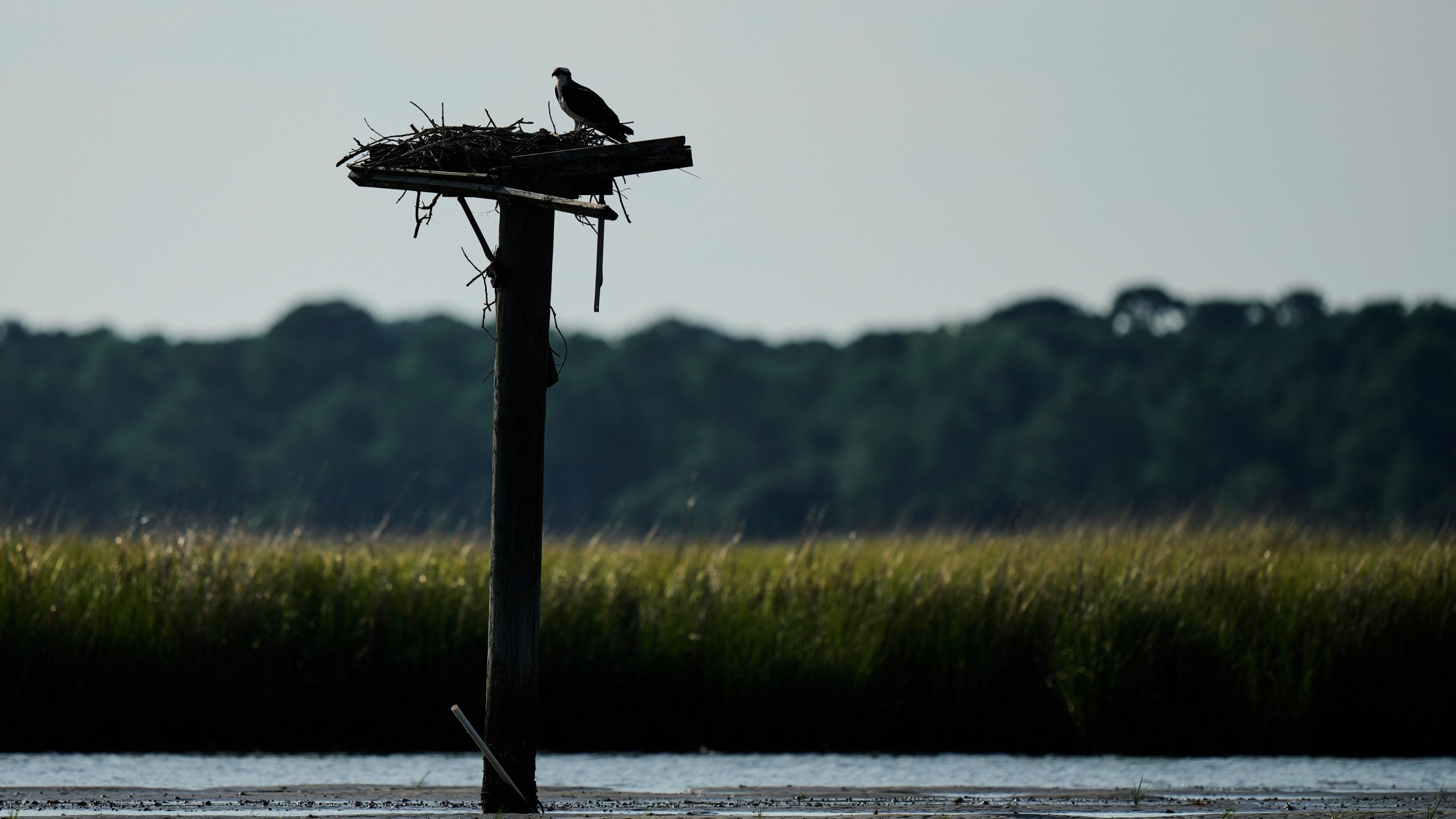 An osprey is silhouetted as it perches atop a nest on the Lynnhaven River, June 30, 2025, in Virgina Beach, Va. (AP Photo/Stephanie Scarbrough)