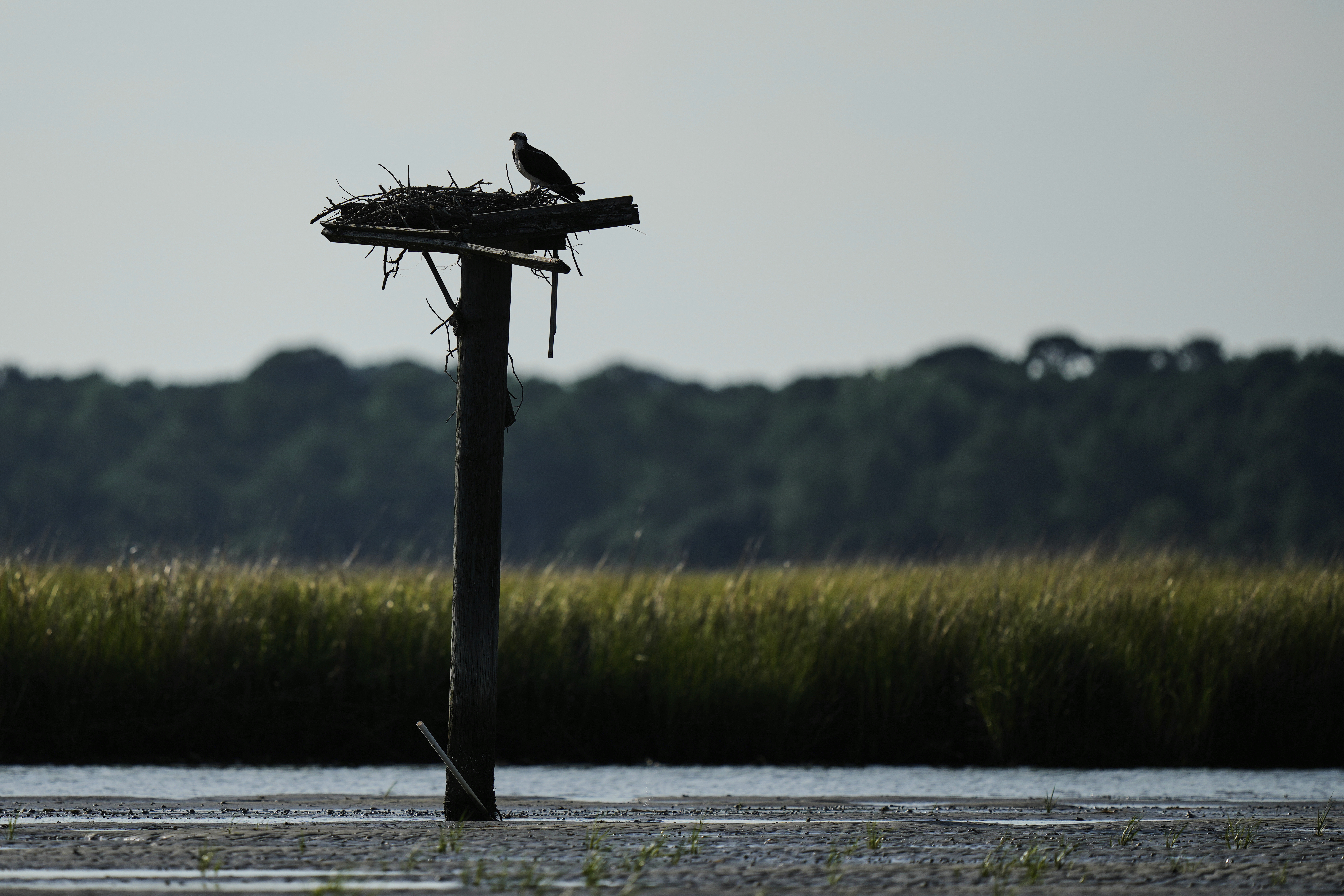 An osprey is silhouetted as it perches atop a nest on the Lynnhaven River, June 30, 2025, in Virgina Beach, Va. (AP Photo/Stephanie Scarbrough)