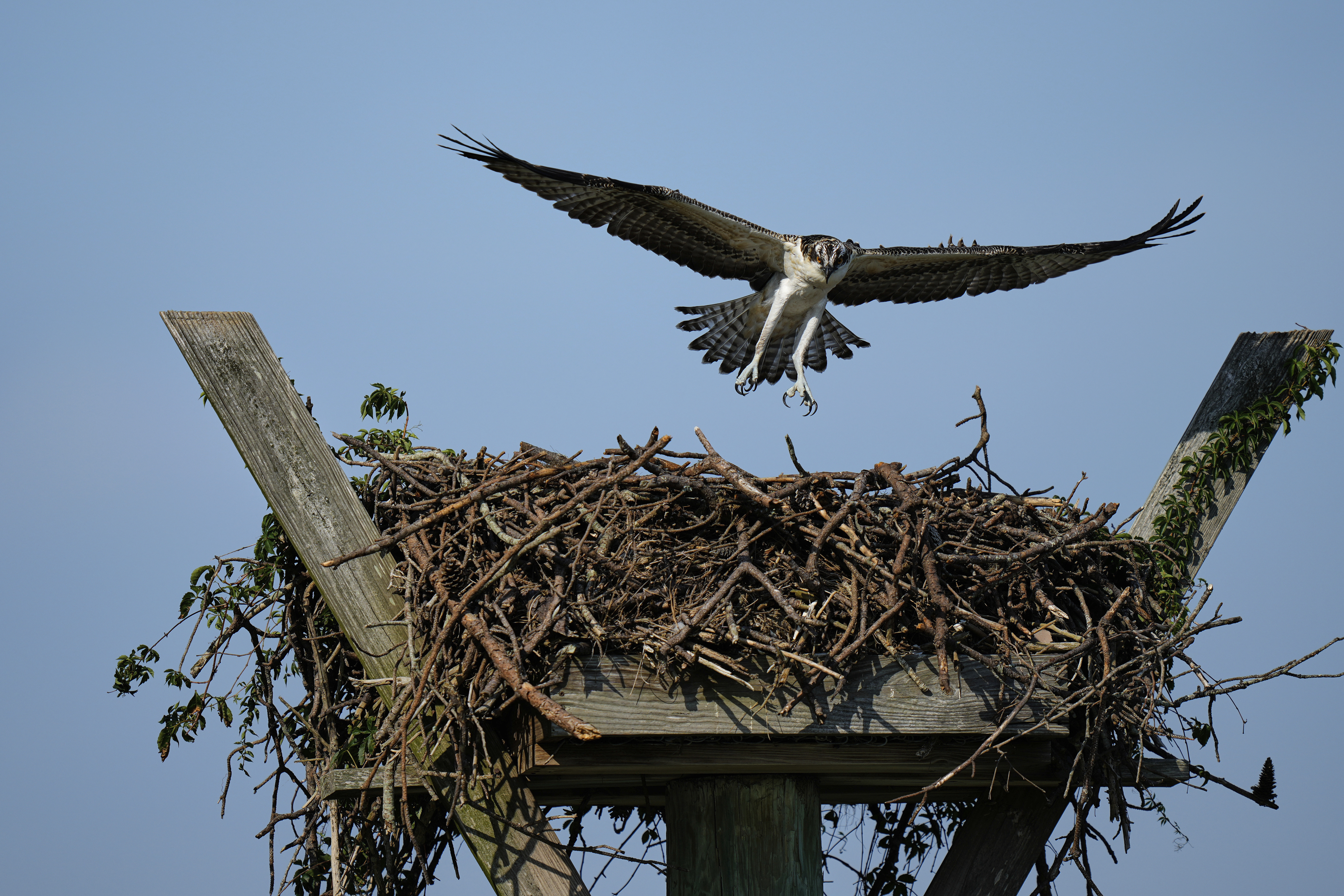 A young osprey returns to its nest on the Lynnhaven River, June 30, 2025, in Virginia Beach, Va. (AP Photo/Stephanie Scarbrough)