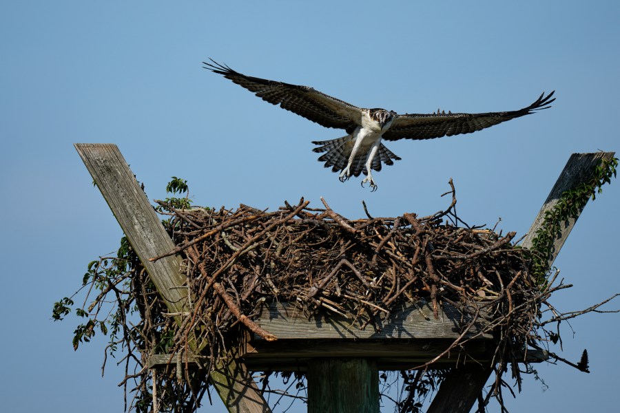 A young osprey returns to its nest on the Lynnhaven River, June 30, 2025, in Virginia Beach, Va. (AP Photo/Stephanie Scarbrough)