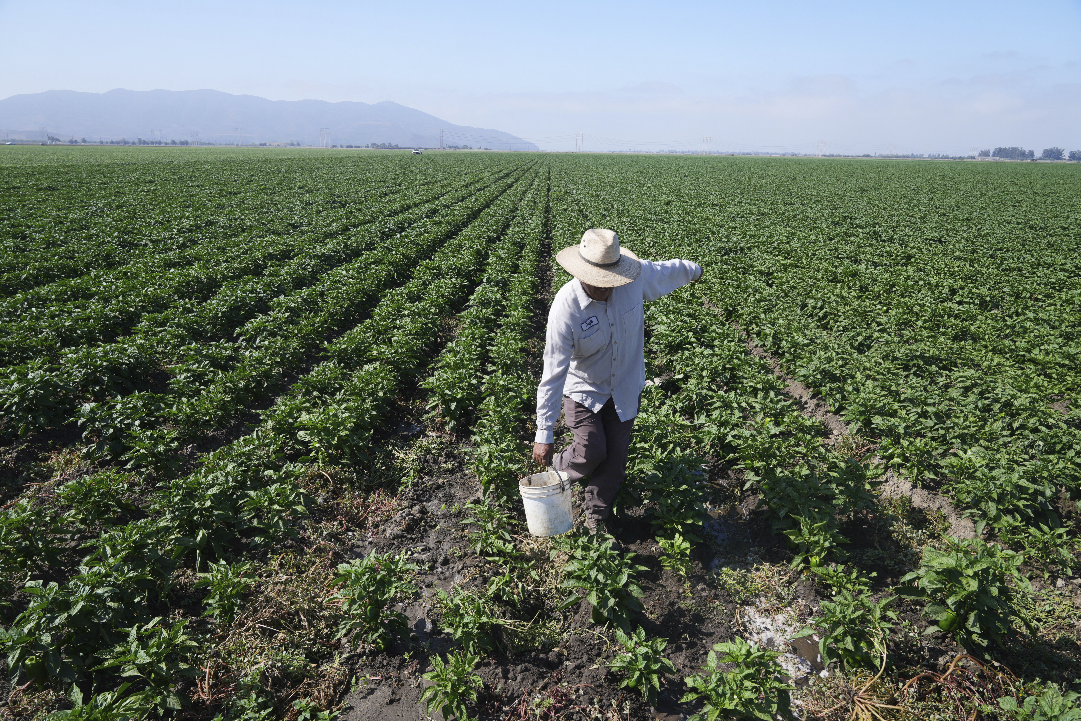 Sergio Madrigal works on a farm field Friday, July 11, 2025, in Camarillo, Calif. (AP Photo/Damian Dovarganes)
