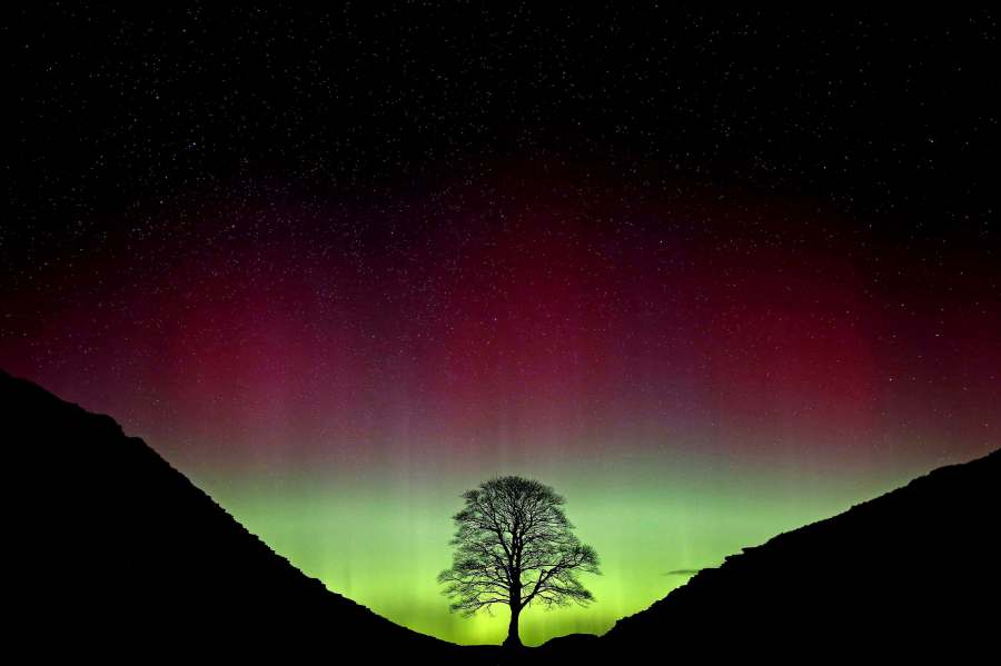 FILE - Northern Lights, or Aurora Borealis, shining over the Sycamore Gap tree, on Hadrian's Wall in Northumberland, England, July 3, 2016. (Owen Humphreys/PA via AP, File)/PA via AP)