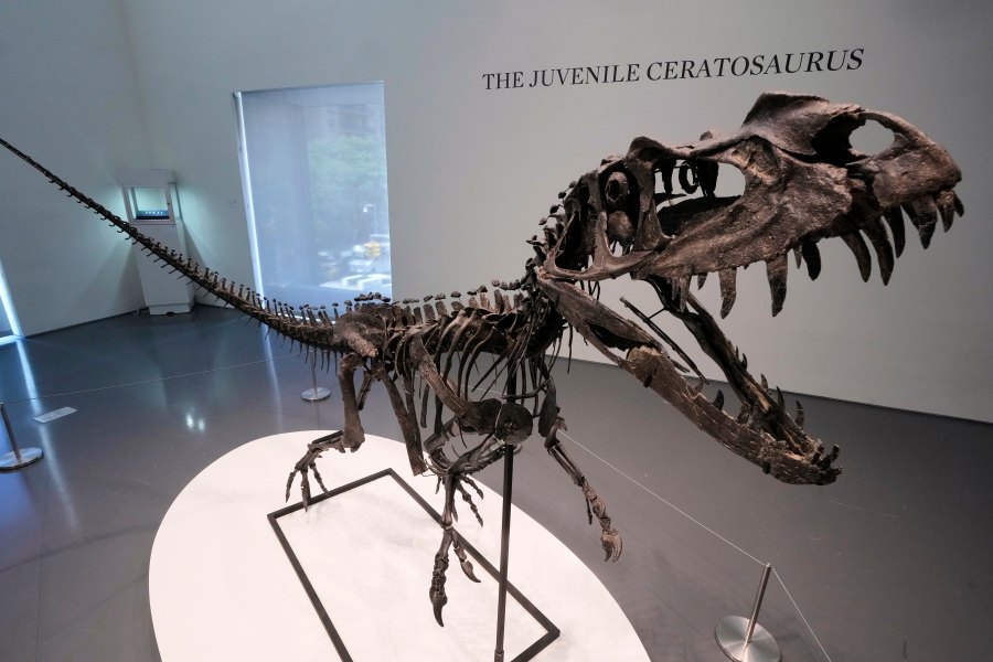 A mounted Juvenile Ceratosaurus skeleton, of the Late Jurassic, Kimmeridgian Stage, approximately 154-149 million years ago, estimated at $4 - 6 million, is displayed at Sotheby's, in New York, Wednesday, July 9, 2025, part of their Geek Week auction, July 16, 2025. (AP Photo/Richard Drew)