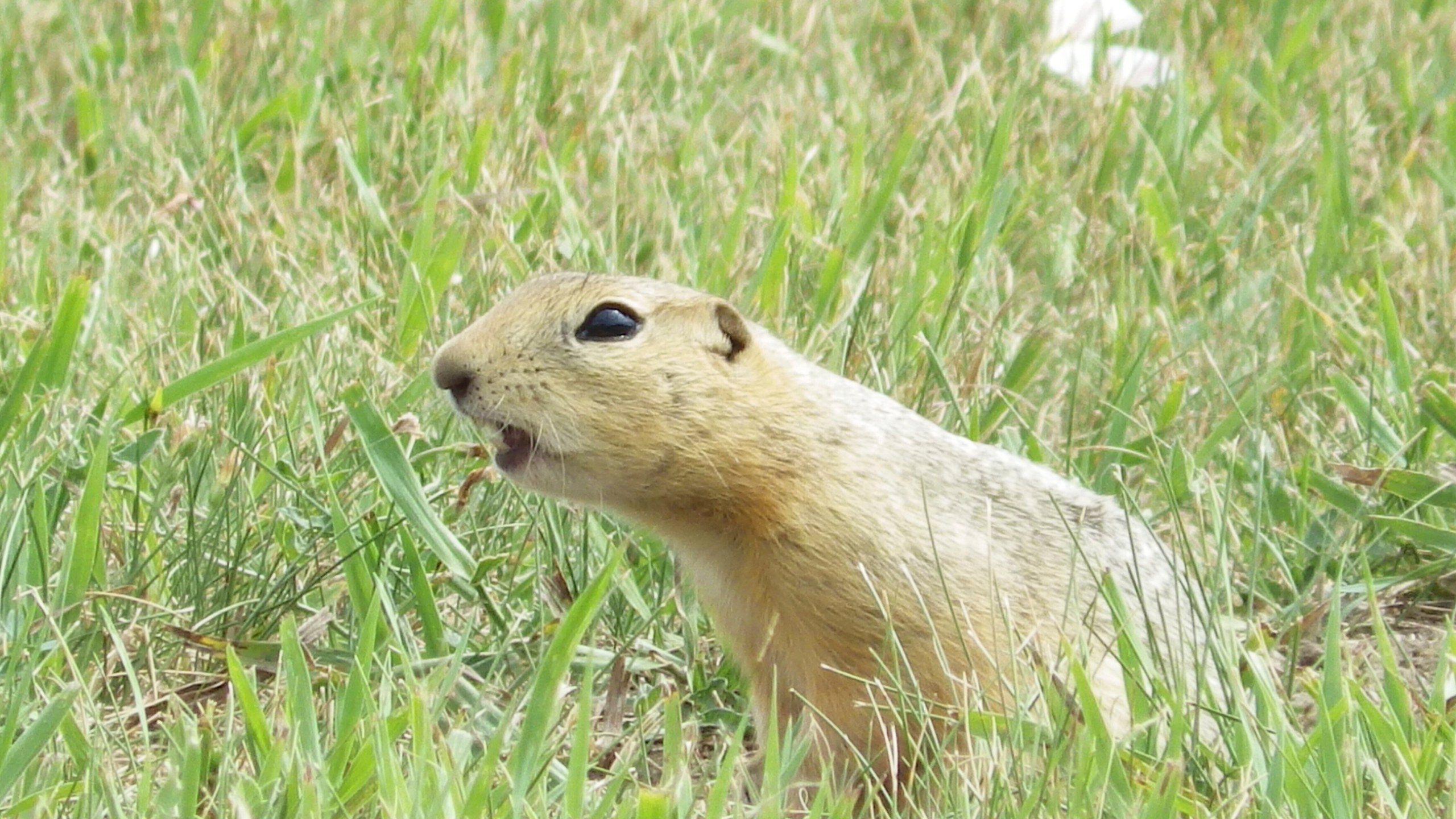A Richardson's ground squirrel pokes up from its burrow on Monday, July 14, 2025, in a vacant lot in Minot, N.D. (AP Photo/Jack Dura)