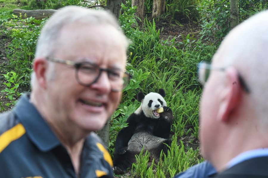 Australia Prime Minister Anthony Albanese reacts as he attends a zoo with retired Adelaide Zoo panda Fu Ni at a park in Chengdu, China, Thursday, July 17, 2025. (Lukas Coch/AAP Image via AP)