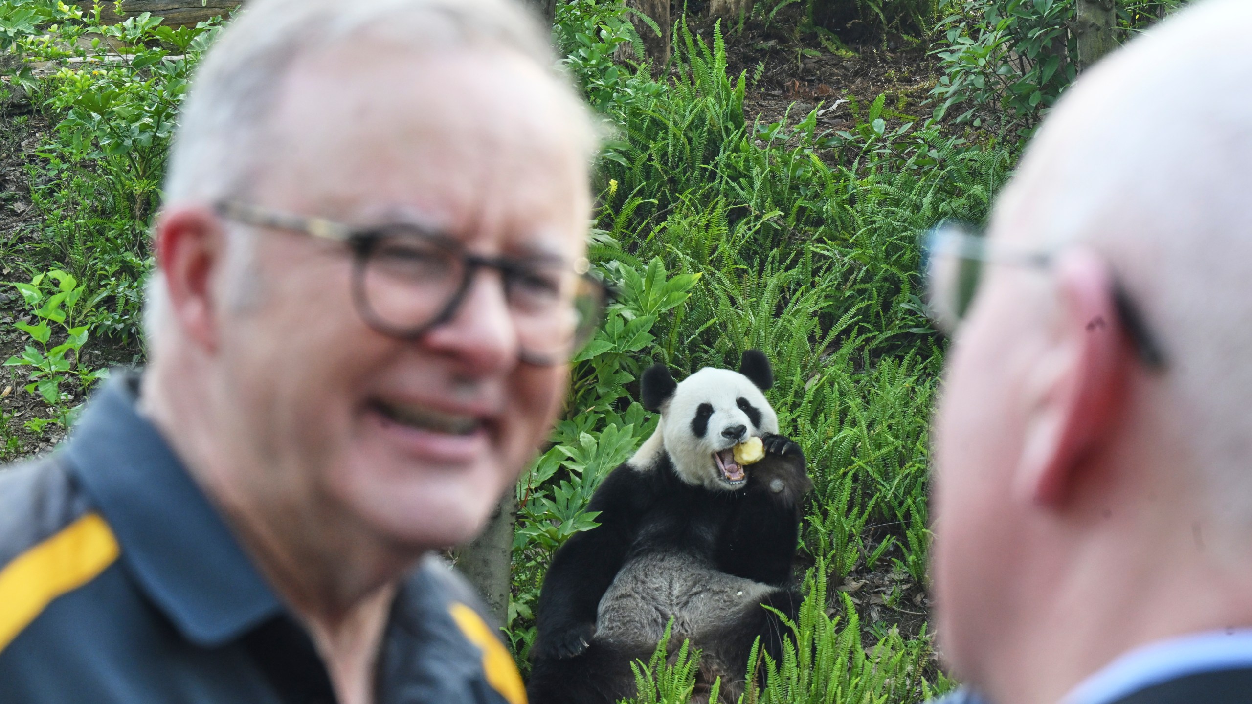 Australia Prime Minister Anthony Albanese reacts as he attends a zoo with retired Adelaide Zoo panda Fu Ni at a park in Chengdu, China, Thursday, July 17, 2025. (Lukas Coch/AAP Image via AP)
