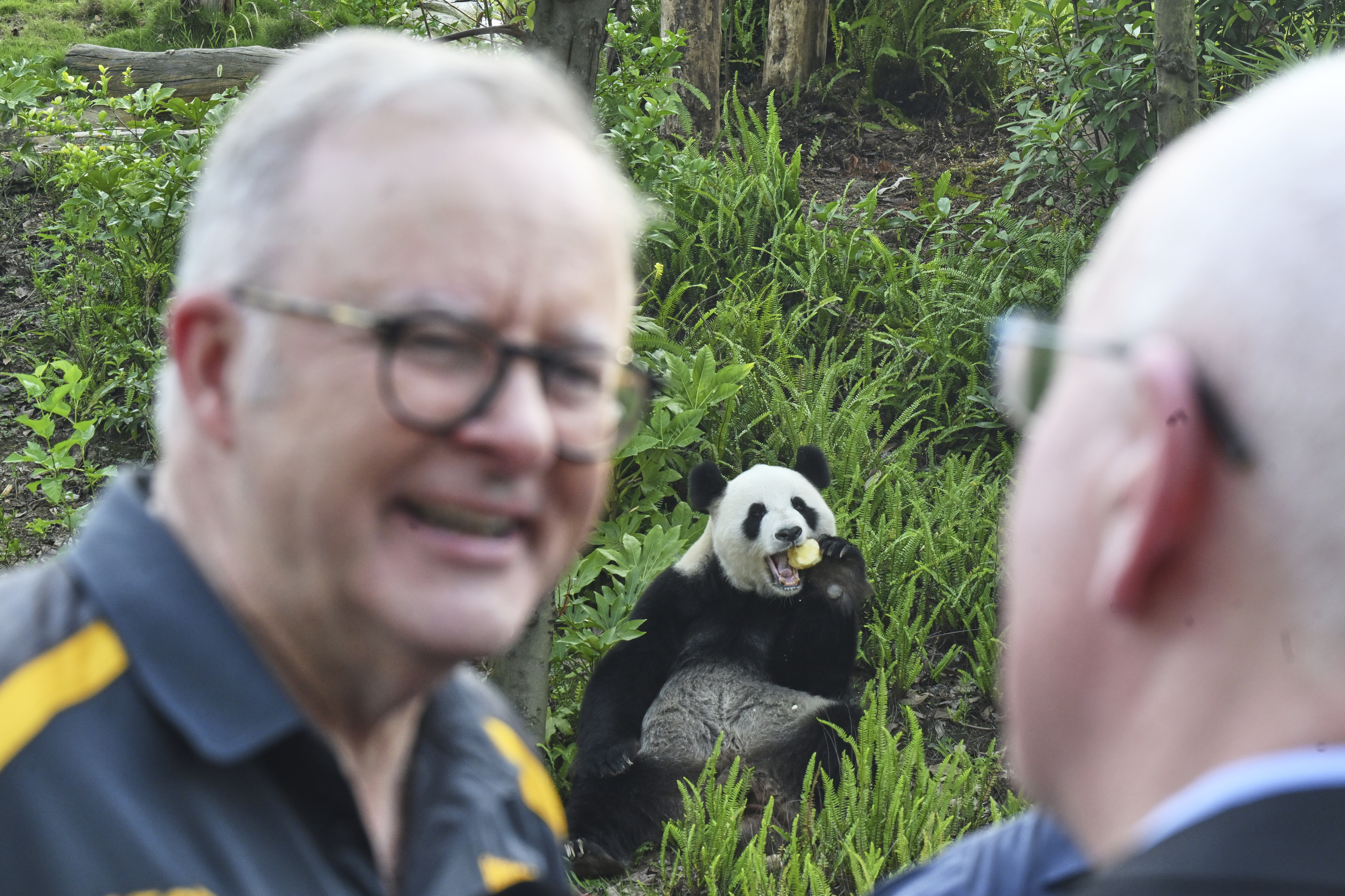 Australia Prime Minister Anthony Albanese reacts as he attends a zoo with retired Adelaide Zoo panda Fu Ni at a park in Chengdu, China, Thursday, July 17, 2025. (Lukas Coch/AAP Image via AP)