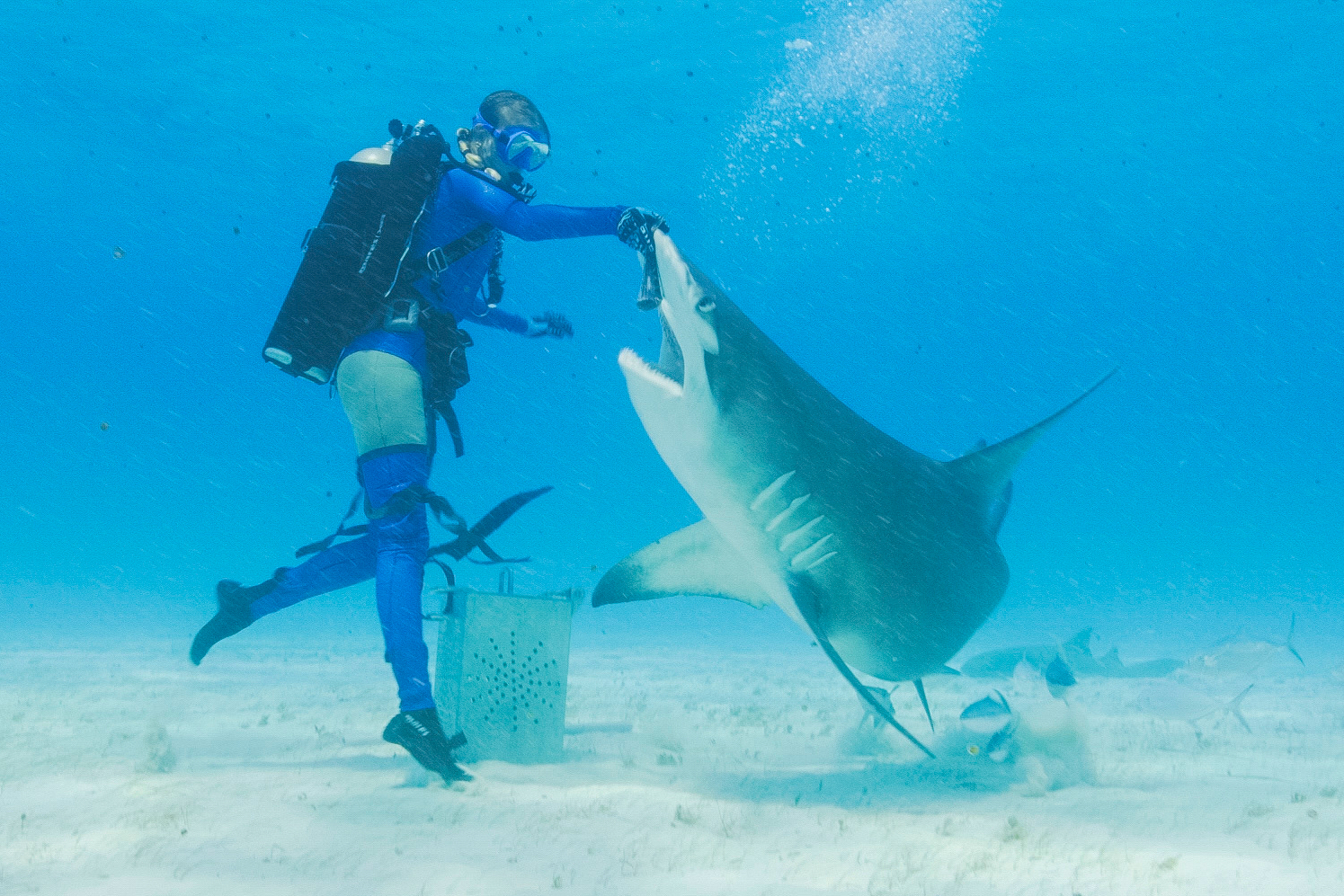 This image released by Warner Bros. Discovery shows Janelle Van Ruiten interacting with a shark in a scene from "Dancing with the Sharks." (Warner Bros. Discovery via AP)