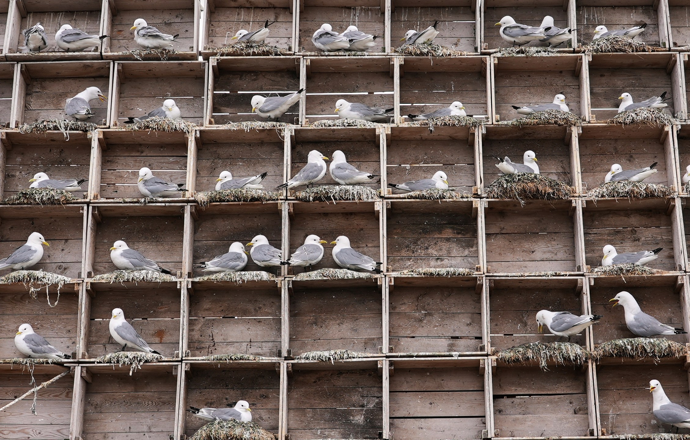 Seagulls sit in boxes of a so called Seagull Hotel at the harbour in Vardo, Norway, on July 3, 2025. (AP Photo/Tommi Ojala )