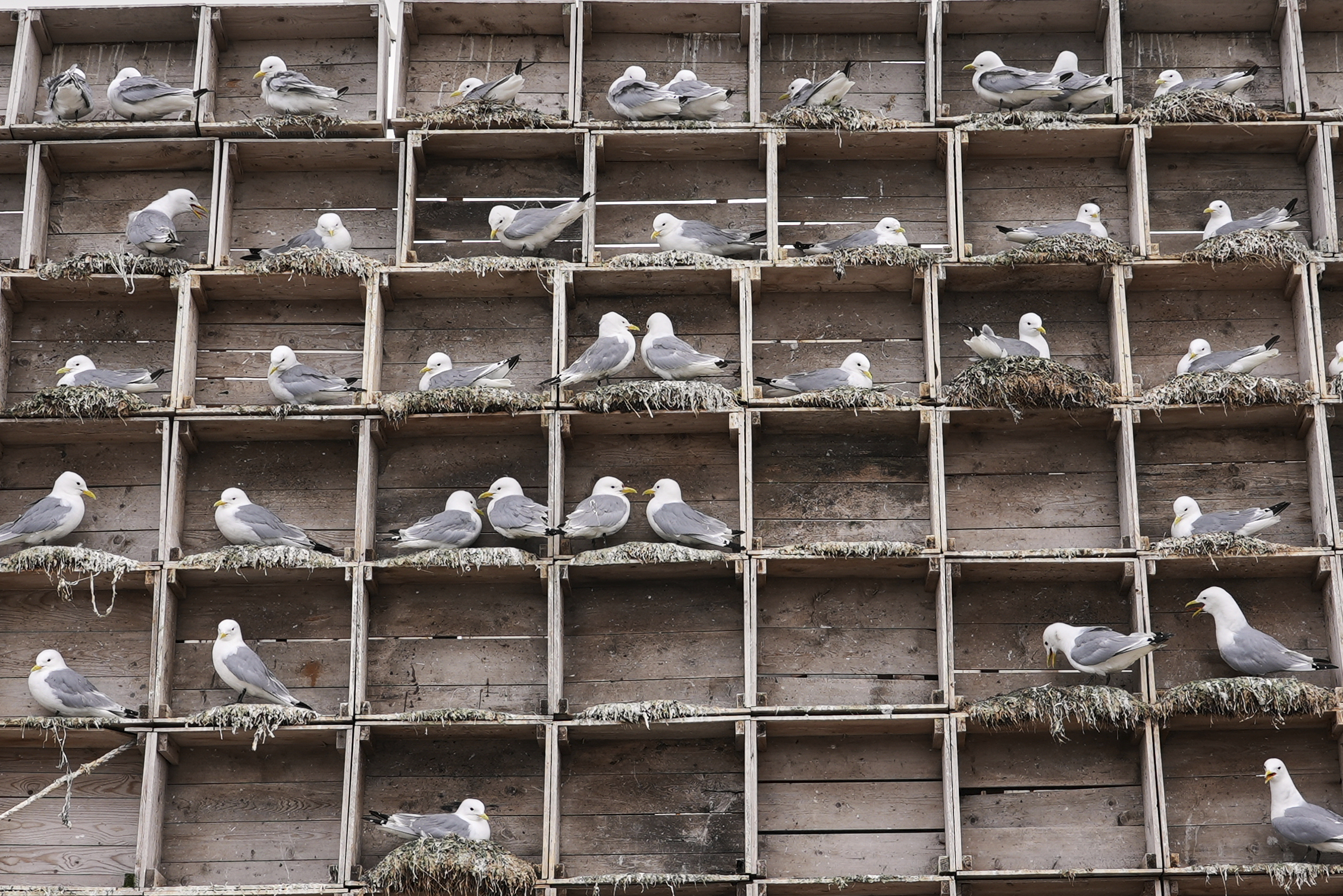 Seagulls sit in boxes of a so called Seagull Hotel at the harbour in Vardo, Norway, on July 3, 2025. (AP Photo/Tommi Ojala )